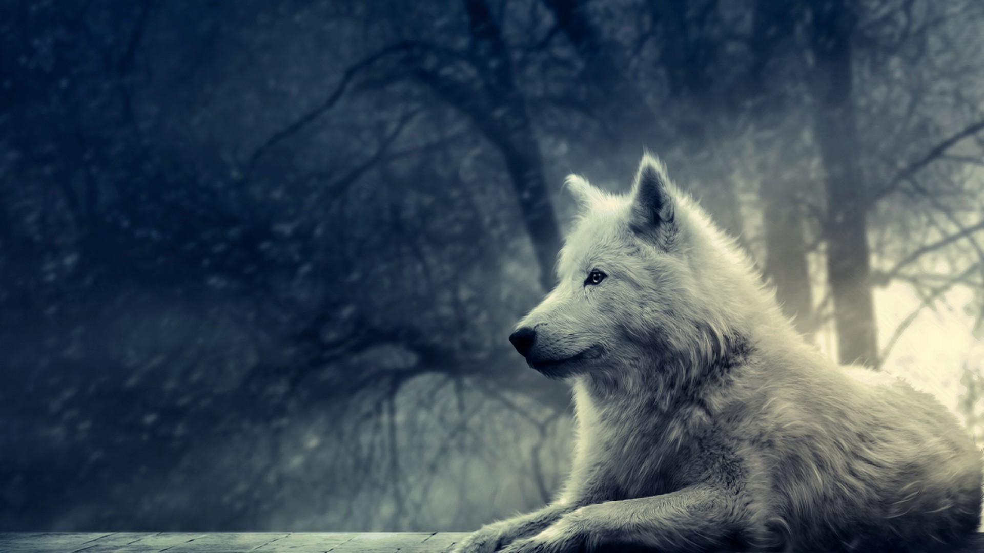232066 Bild herunterladen tiere, wolf, wolves - Hintergrundbilder und Bildschirmschoner kostenlos
