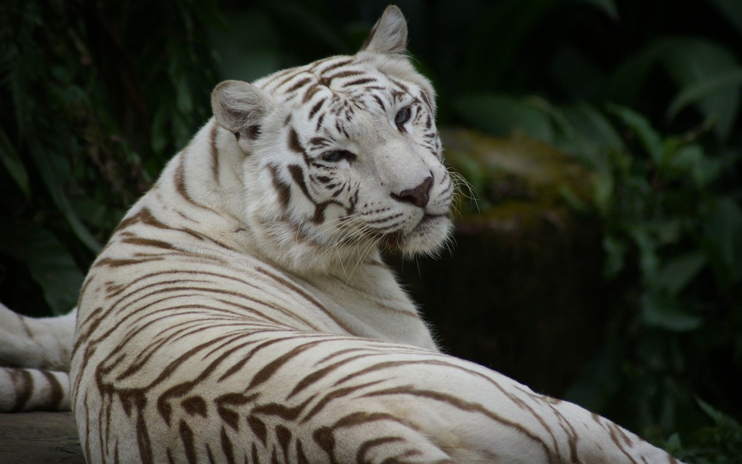 Скачать обои бесплатно Белый Тигр, Животные, Кошки картинка на рабочий стол ПК