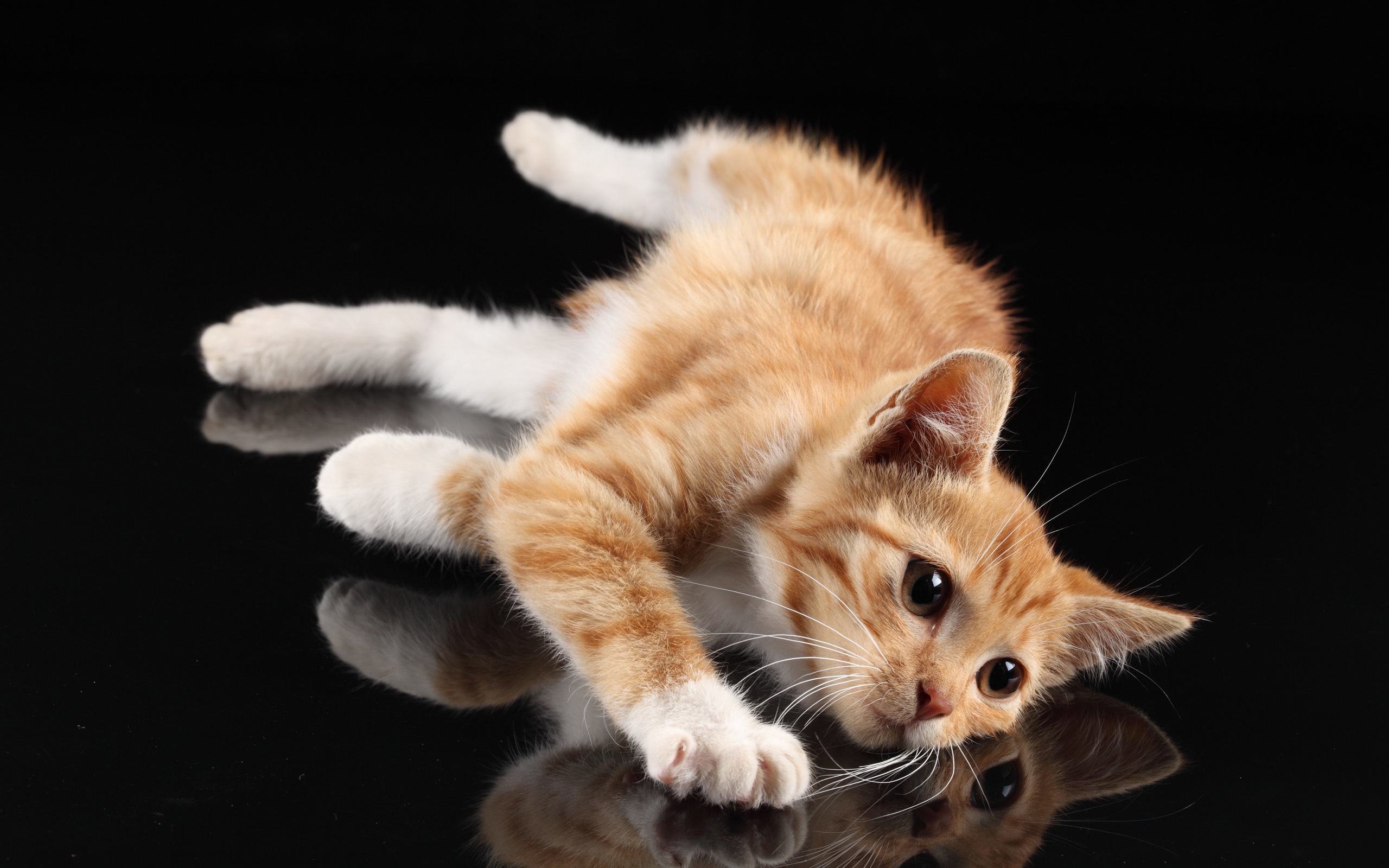 Скачати мобільні шпалери Кішка, Тварина, Коти безкоштовно.
