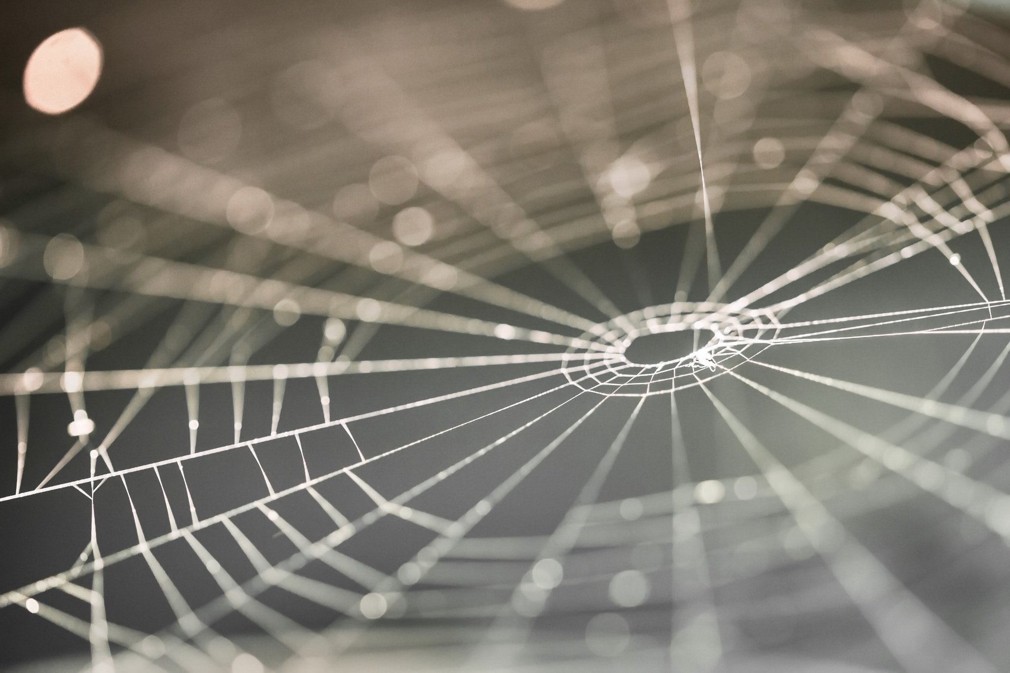 Download mobile wallpaper Macro, Photography, Spider Web for free.