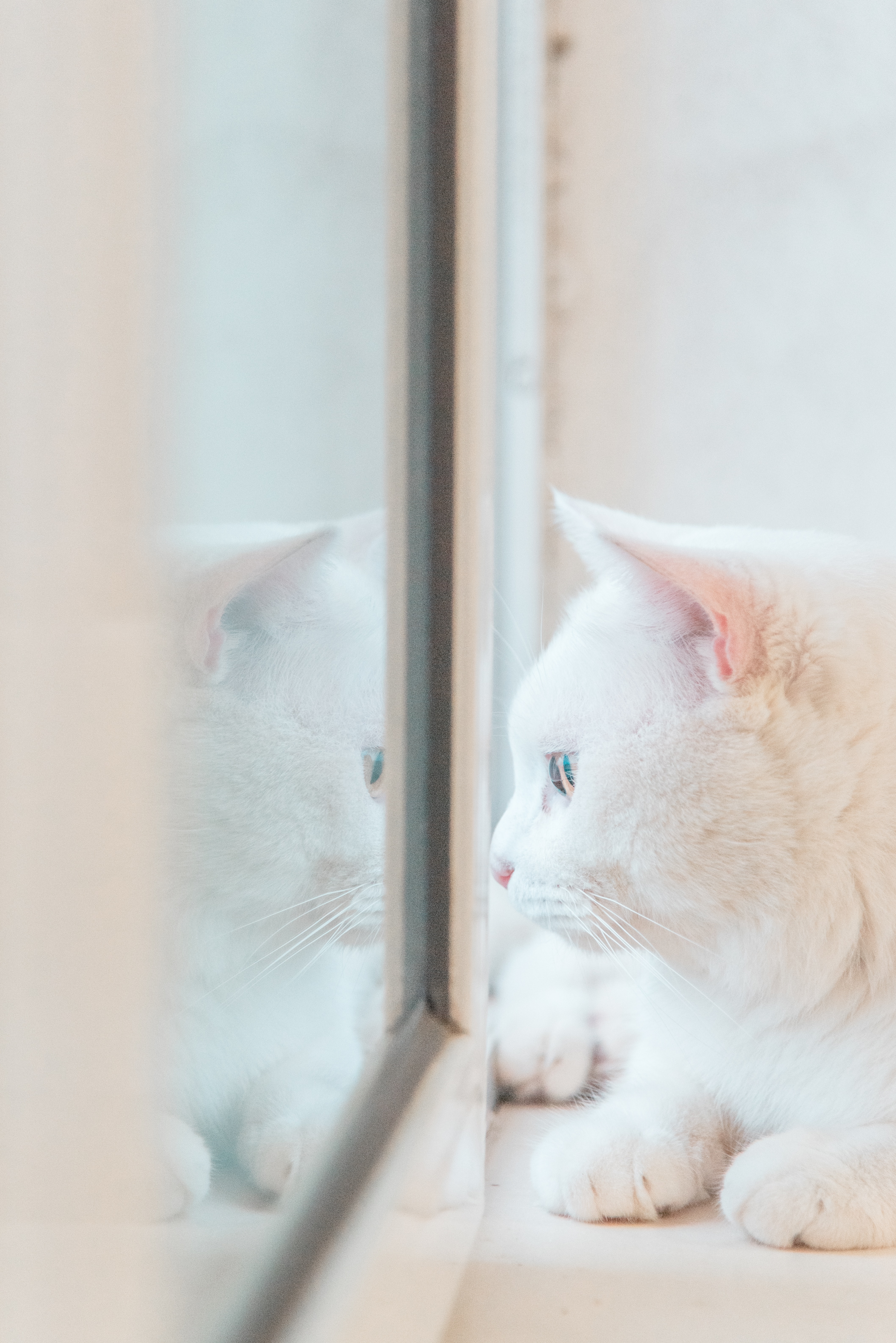 Download mobile wallpaper Sight, Opinion, Animals, Reflection, Window, Cat for free.