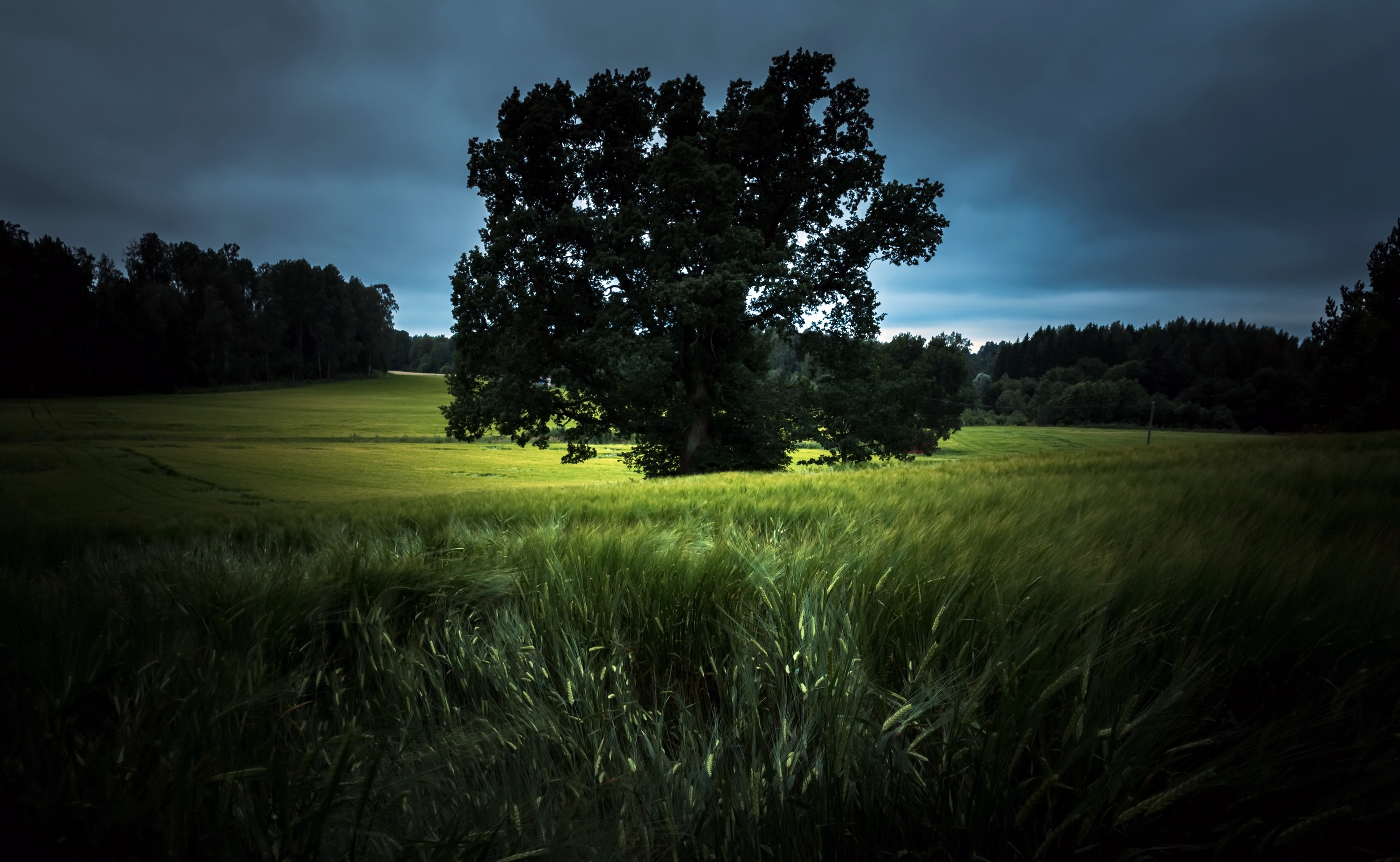 Download mobile wallpaper Nature, Summer, Wheat, Tree, Earth, Field for free.