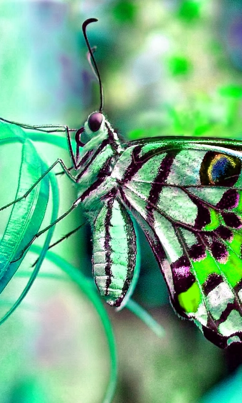 Download mobile wallpaper Flower, Colors, Butterfly, Animal, Colorful, Pastel for free.