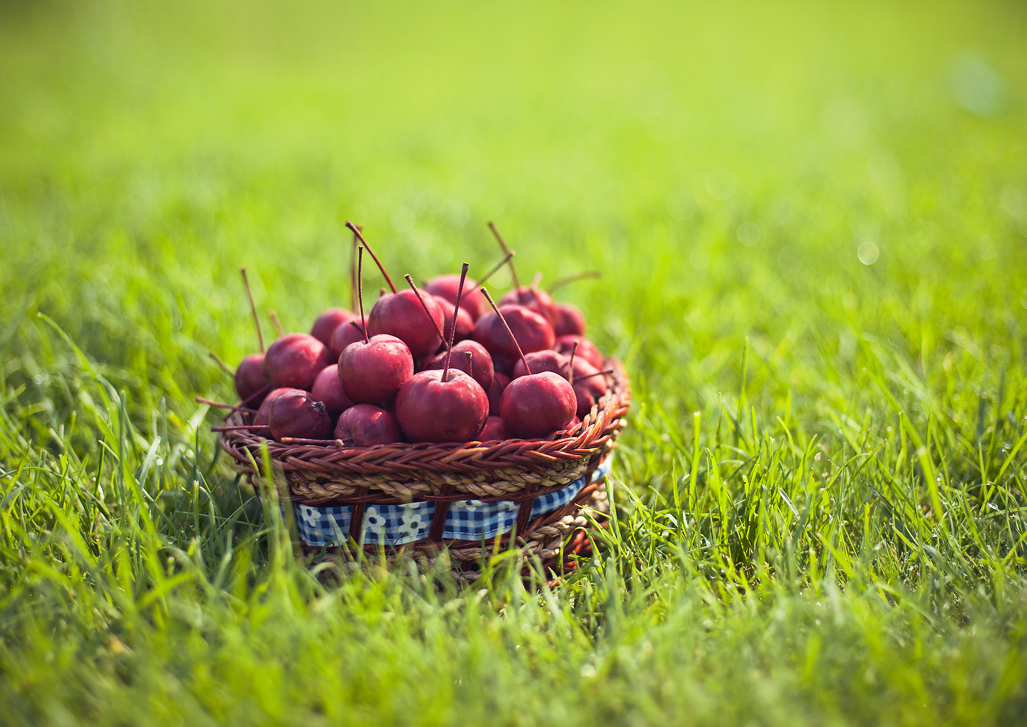 Free download wallpaper Food, Berry on your PC desktop