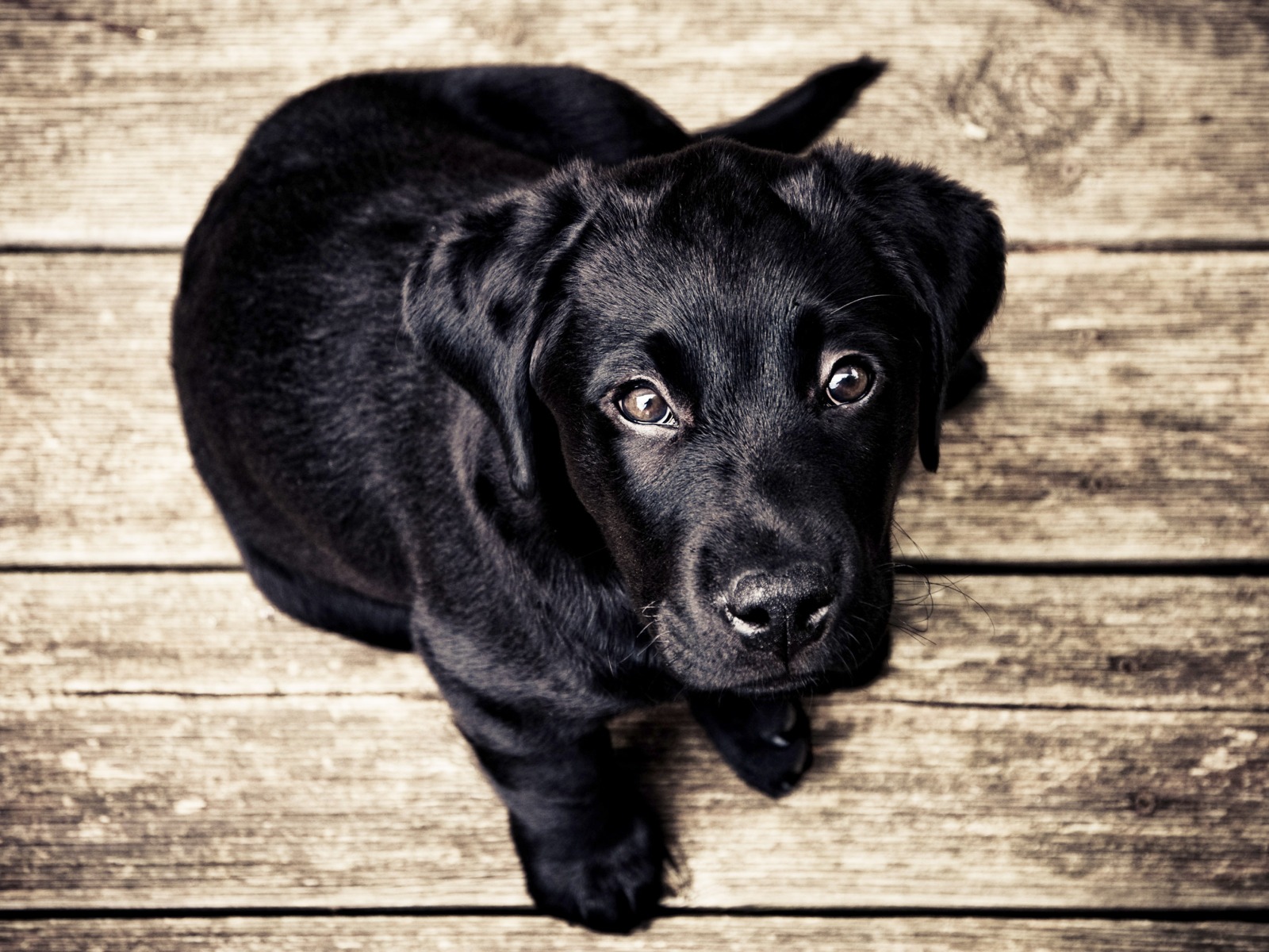 356446 Bildschirmschoner und Hintergrundbilder Hunde auf Ihrem Telefon. Laden Sie  Bilder kostenlos herunter