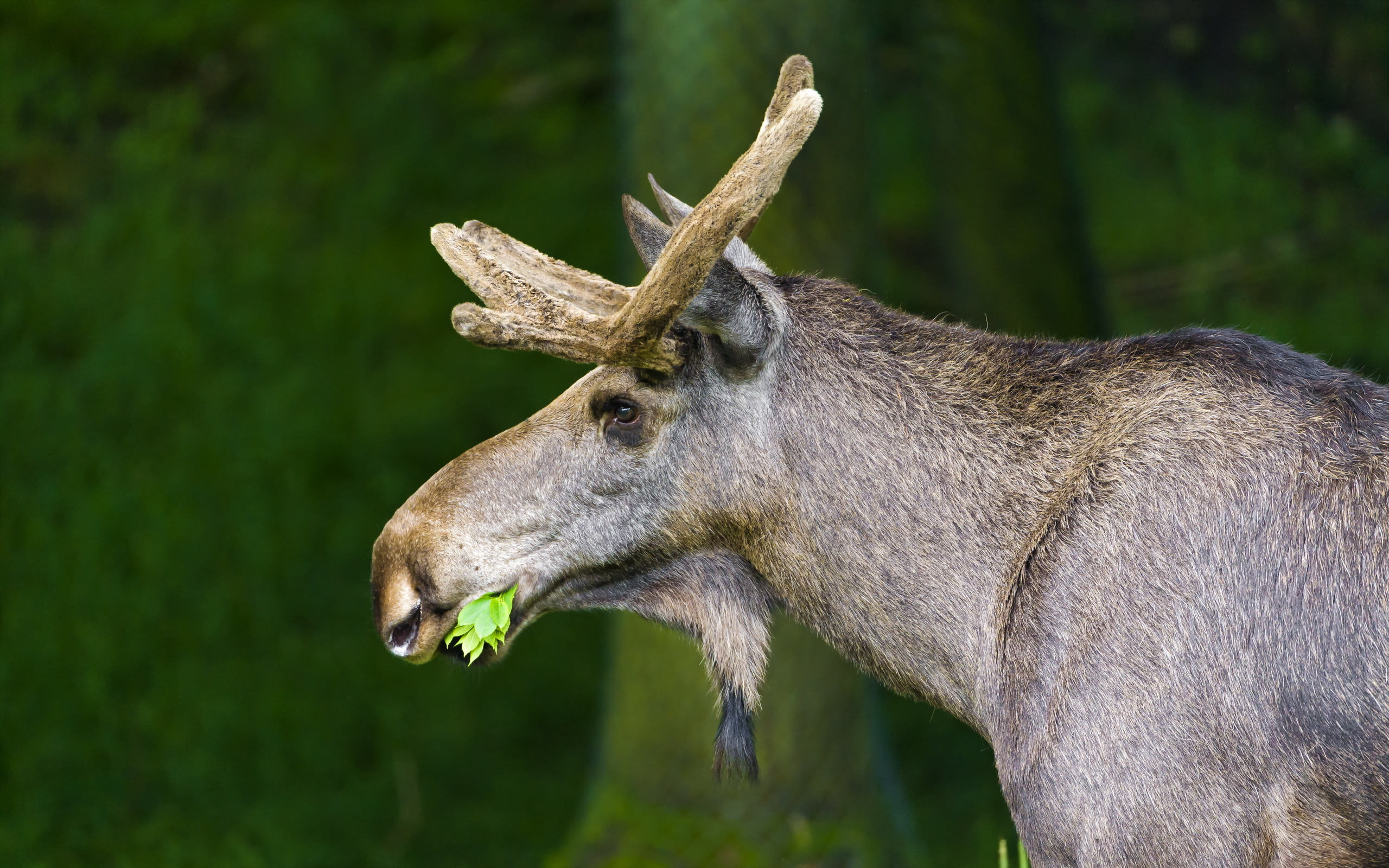 animal, moose HD wallpaper