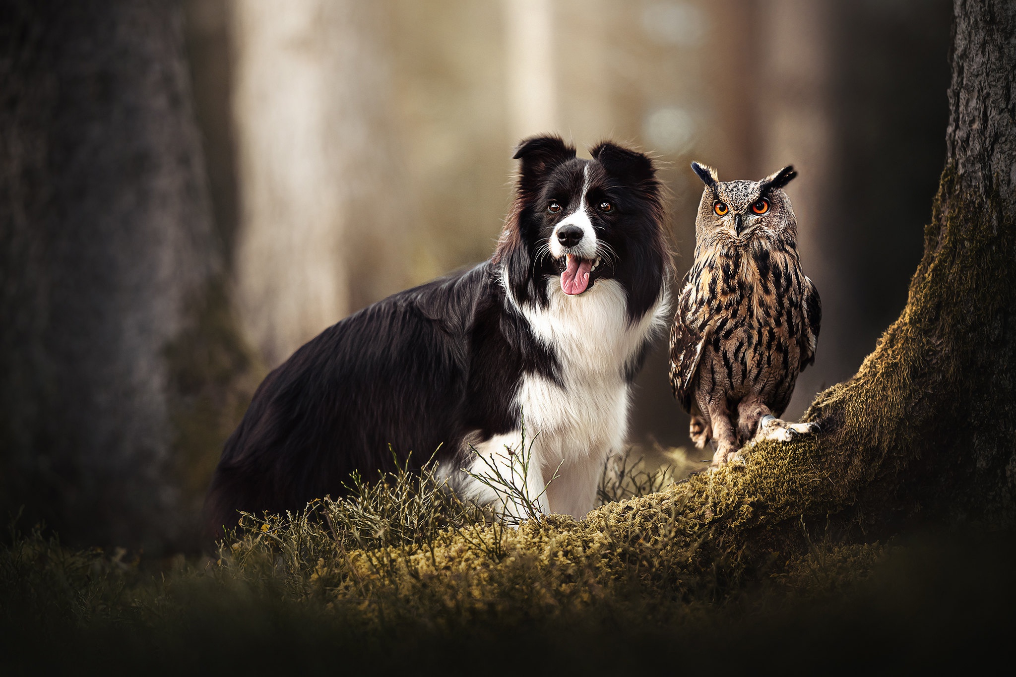 Download mobile wallpaper Owl, Bird, Dog, Animal, Moss, Cute, Trunk, Border Collie for free.