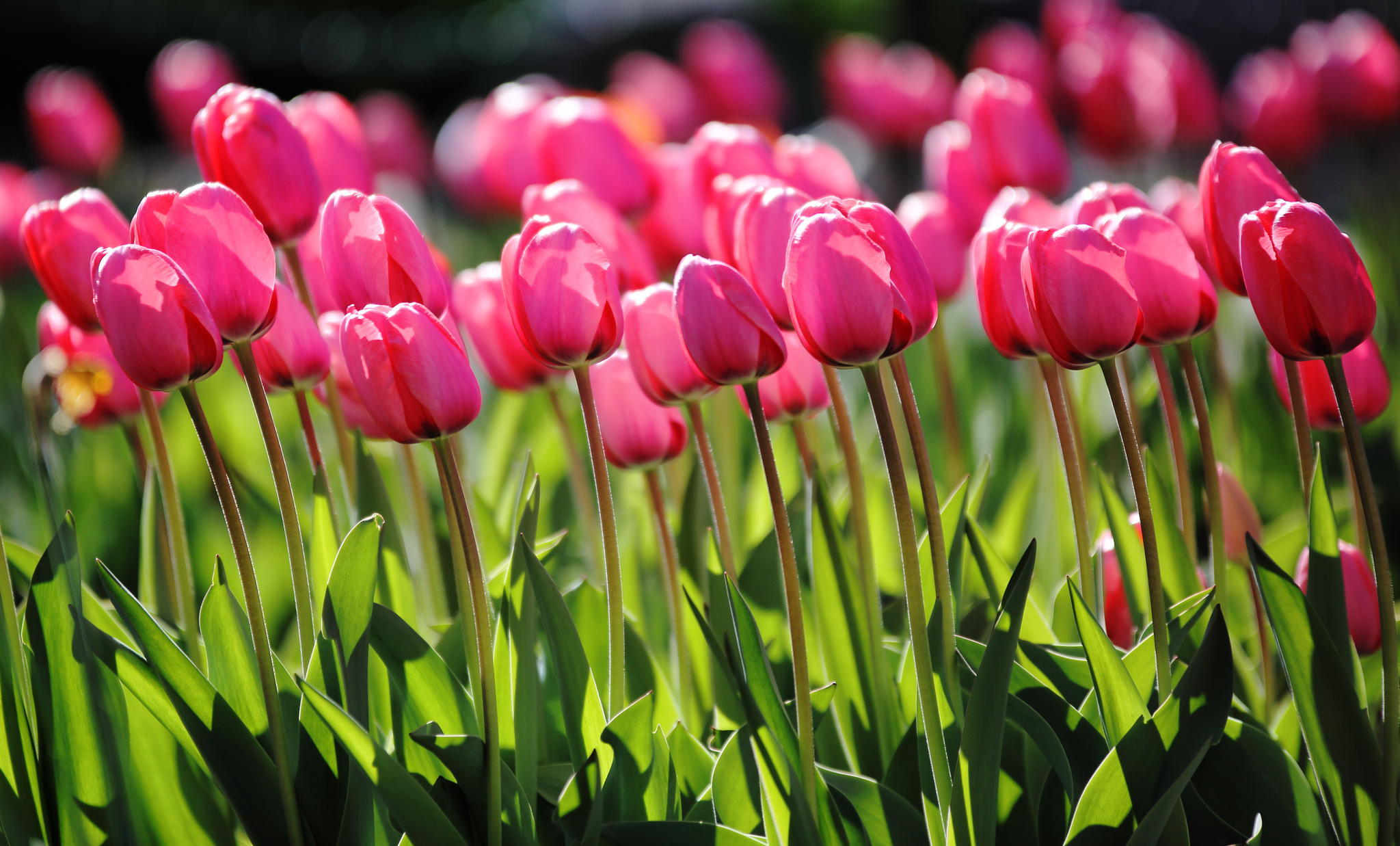 Download mobile wallpaper Nature, Flowers, Flower, Earth, Tulip, Pink Flower for free.