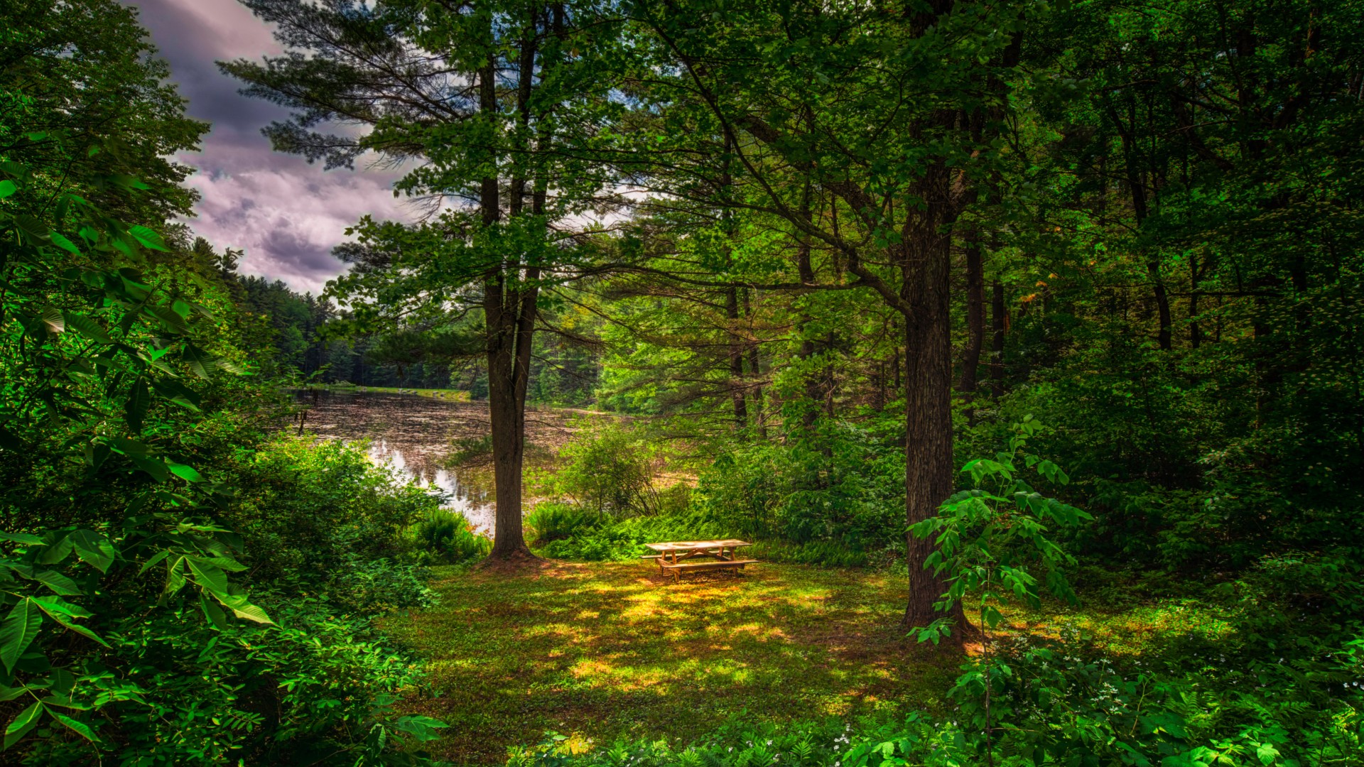Скачать картинку Озеро, Лес, Дерево, Зеленый, Скамейка, Земля/природа в телефон бесплатно.