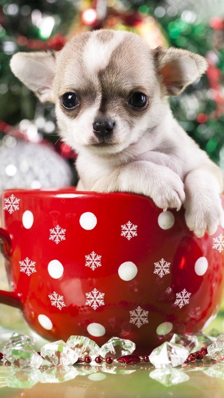 無料モバイル壁紙動物, 犬, 子犬をダウンロードします。