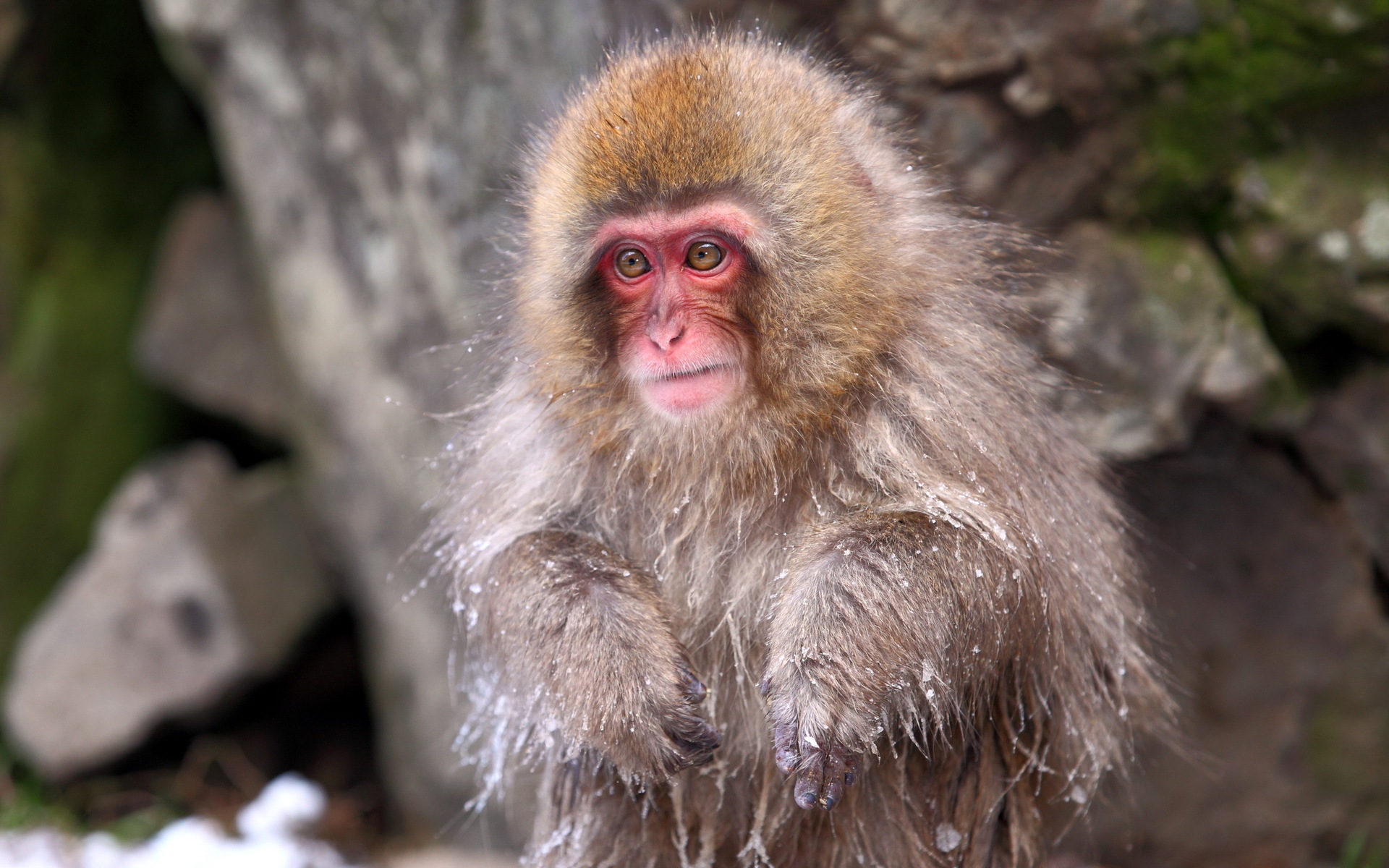 277845 baixar papel de parede animais, macaco japonês, macacos - protetores de tela e imagens gratuitamente