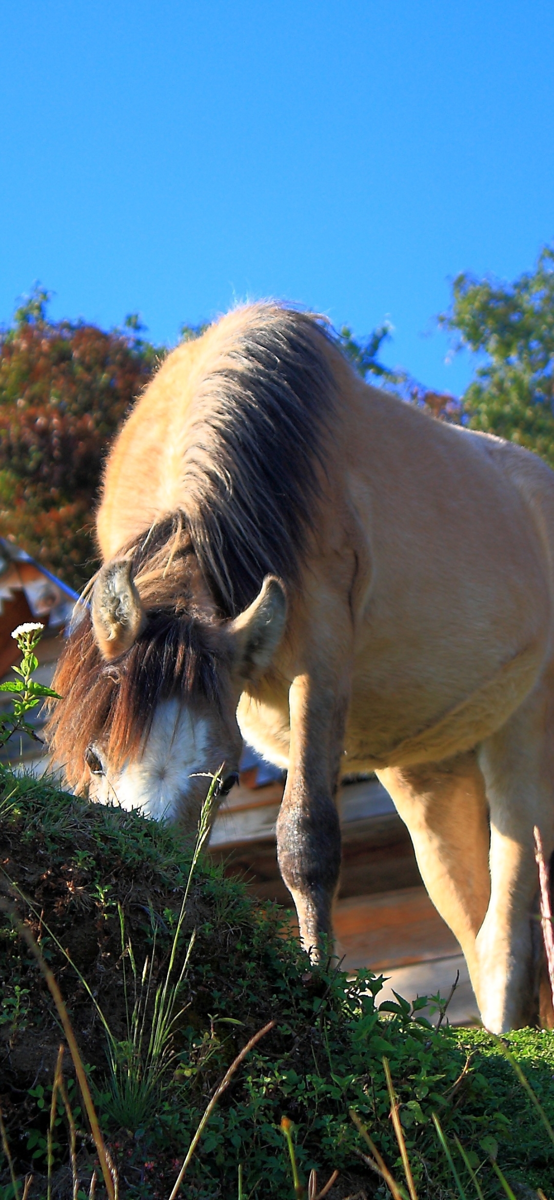 Handy-Wallpaper Tiere, Hauspferd kostenlos herunterladen.