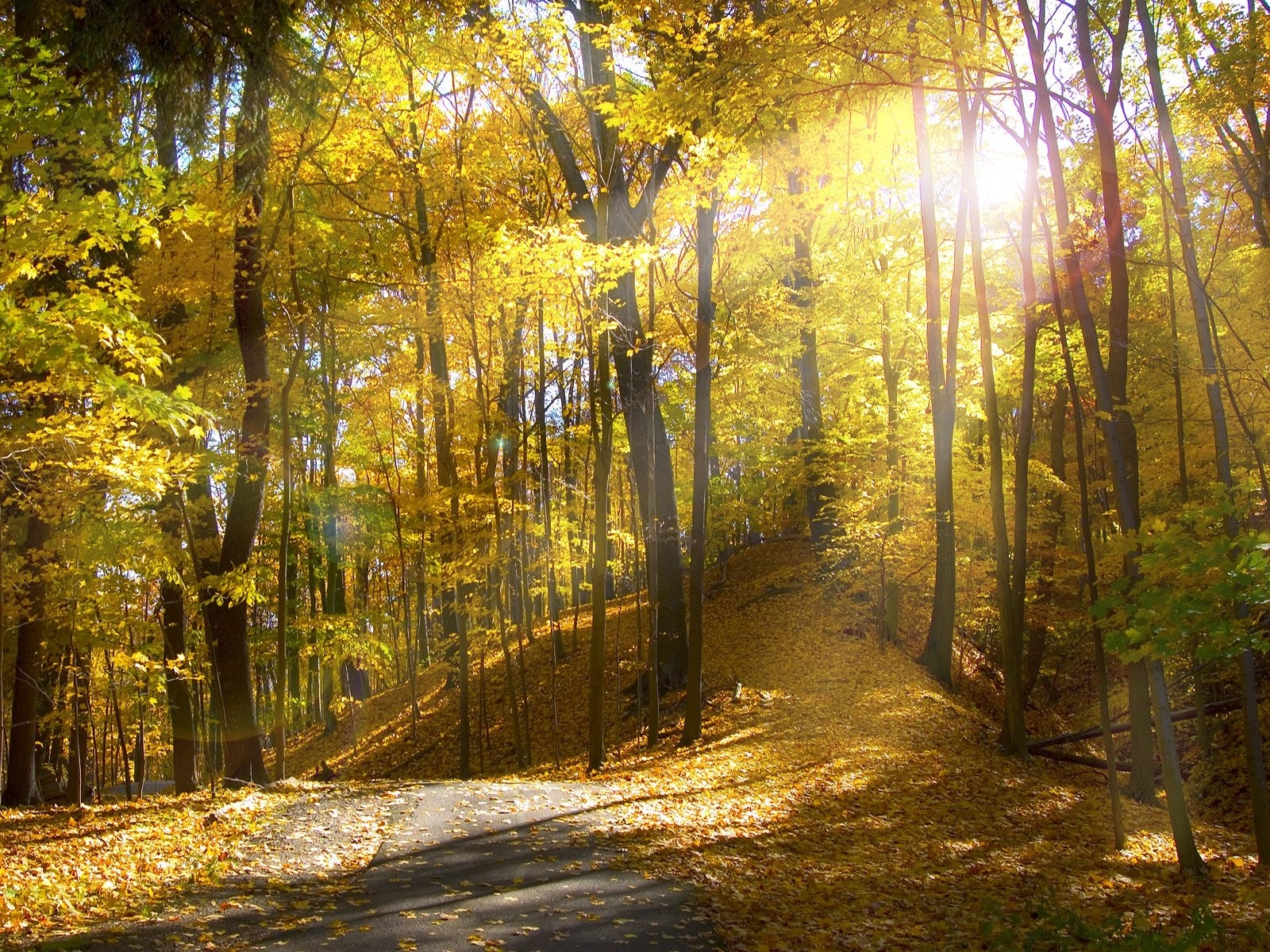 Скачать обои бесплатно Деревья, Солнце, Пейзаж, Осень картинка на рабочий стол ПК