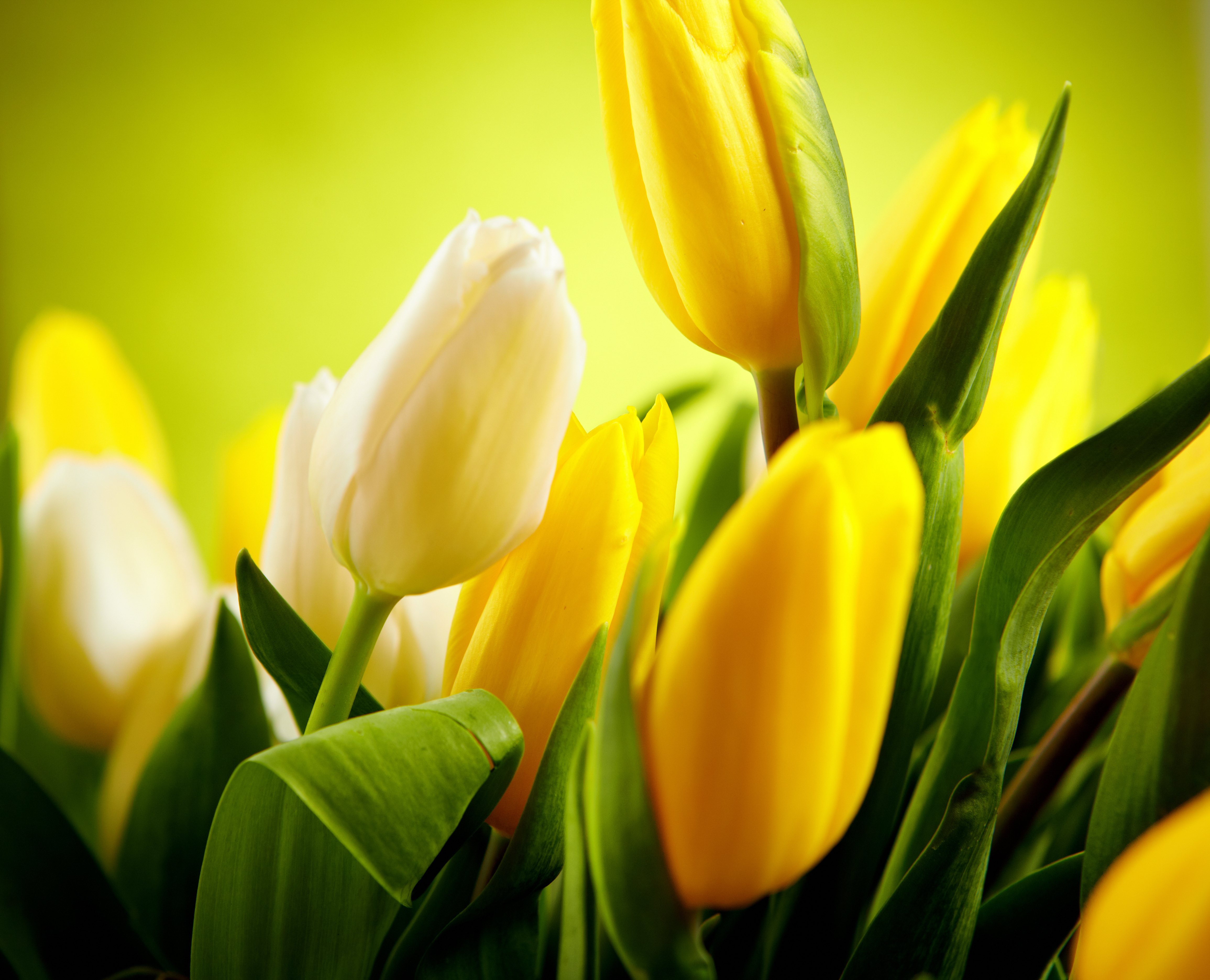 Download mobile wallpaper Tulip, Yellow Flower, Flowers, Flower, Earth for free.