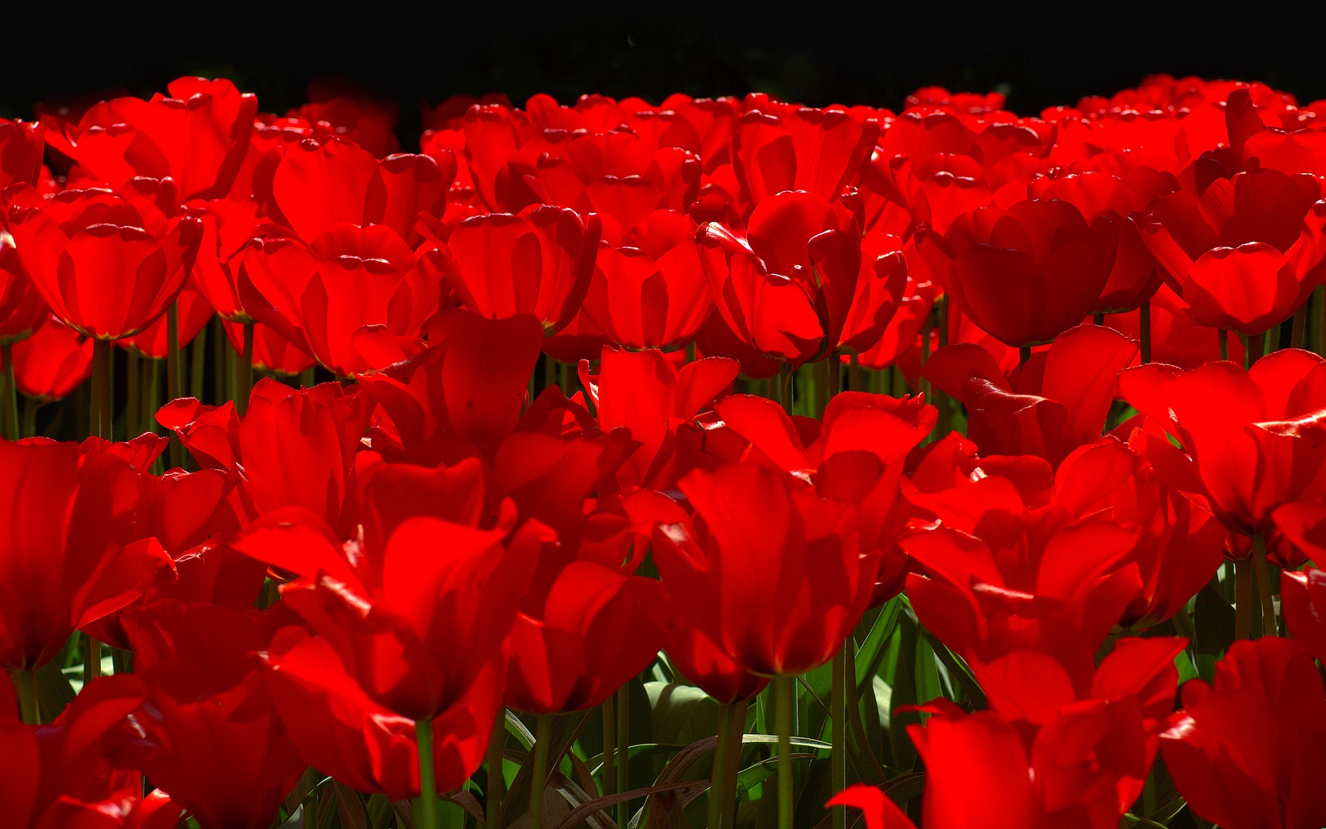 Free download wallpaper Flowers, Flower, Earth, Tulip on your PC desktop