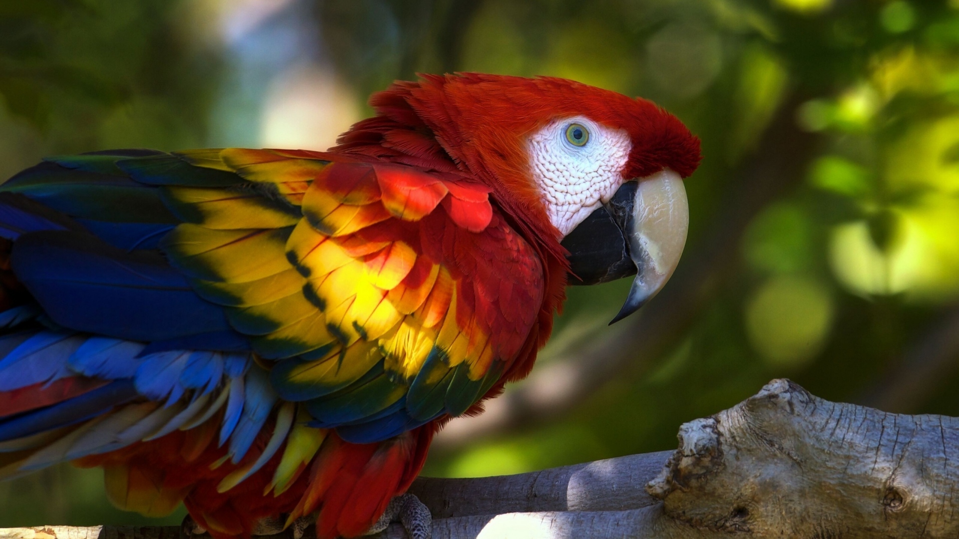 Download mobile wallpaper Scarlet Macaw, Birds, Animal for free.