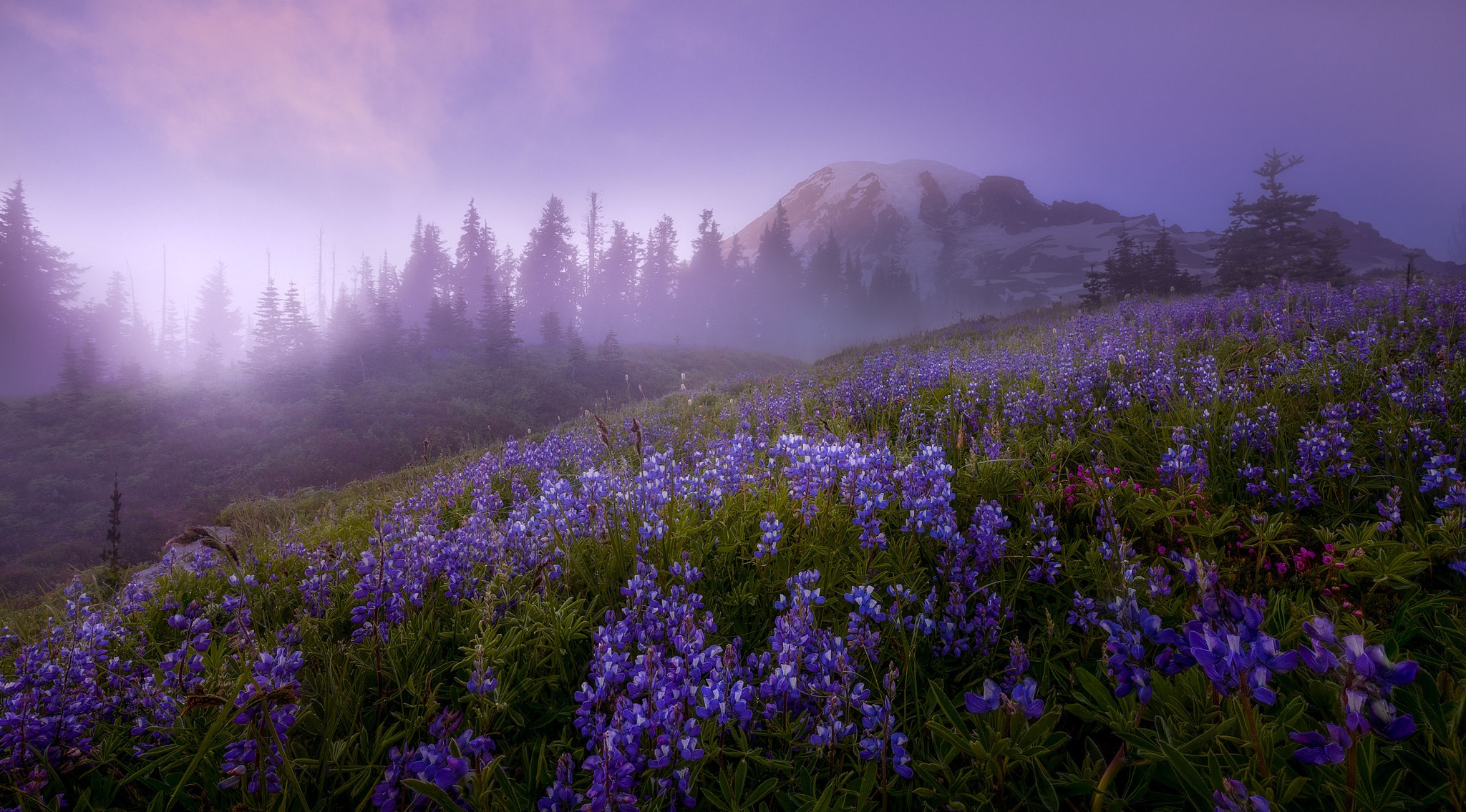 Download mobile wallpaper Nature, Mountains, Flower, Fog, Earth, Mount Rainier for free.