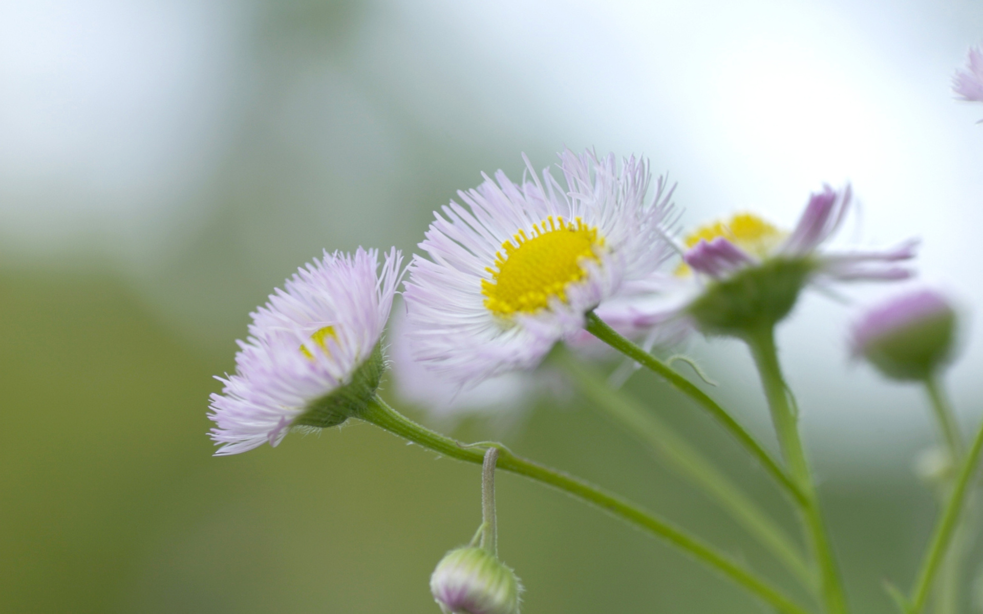 Téléchargez gratuitement l'image Fleurs, Fleur, Terre/nature sur le bureau de votre PC