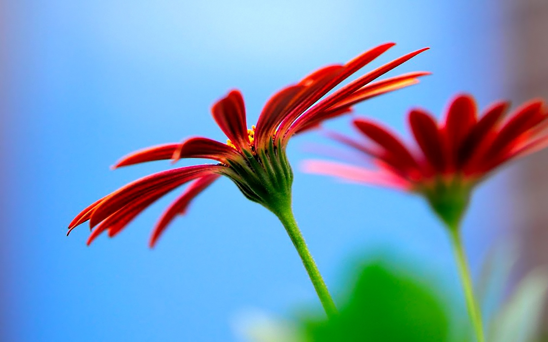 Descarga gratuita de fondo de pantalla para móvil de Flores, Flor, Tierra/naturaleza.