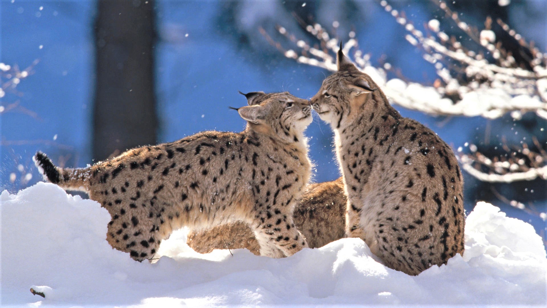 Download mobile wallpaper Winter, Snow, Animal, Cute, Baby Animal, Lynx for free.