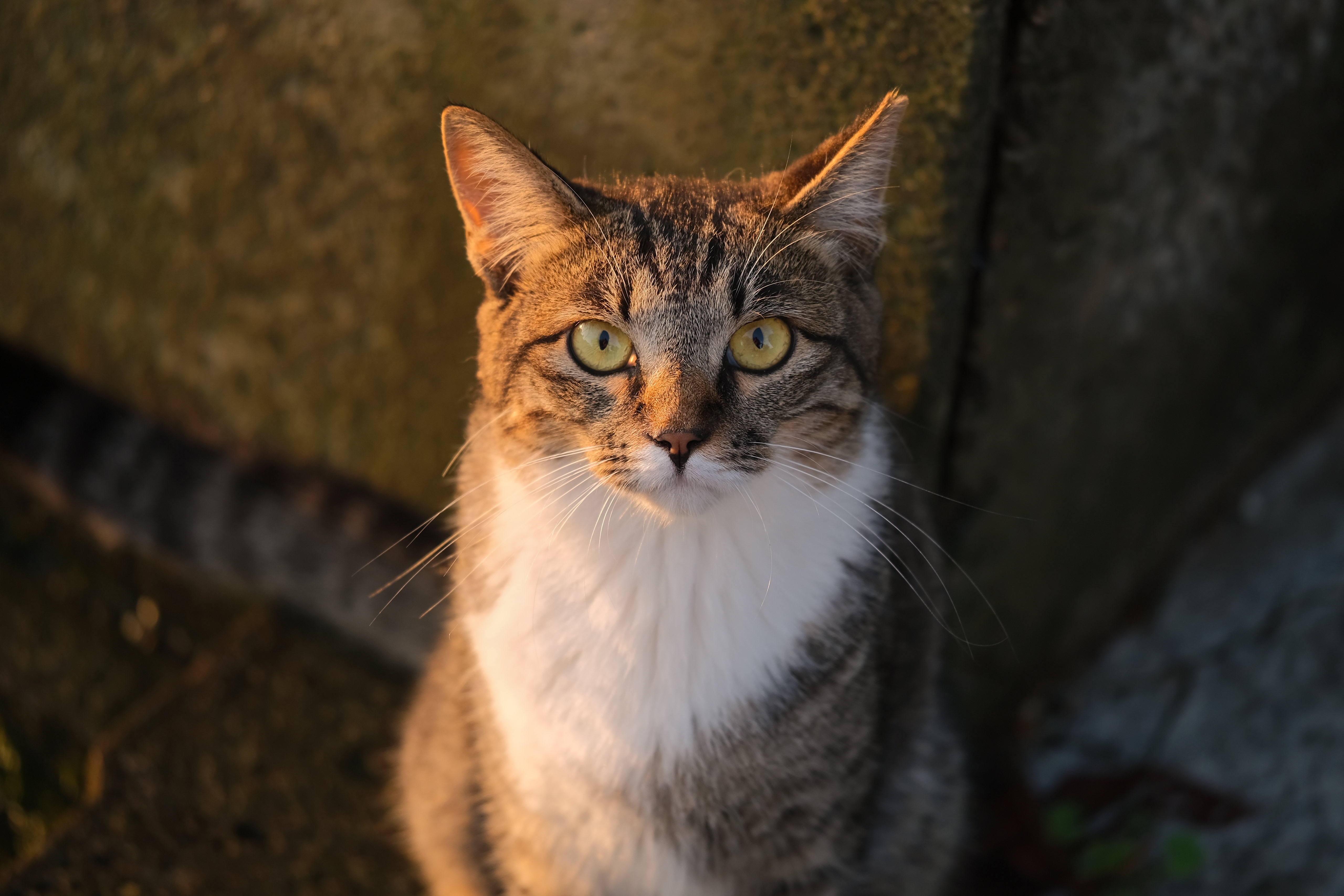 Baixar papel de parede para celular de Animais, Gatos, Gato gratuito.