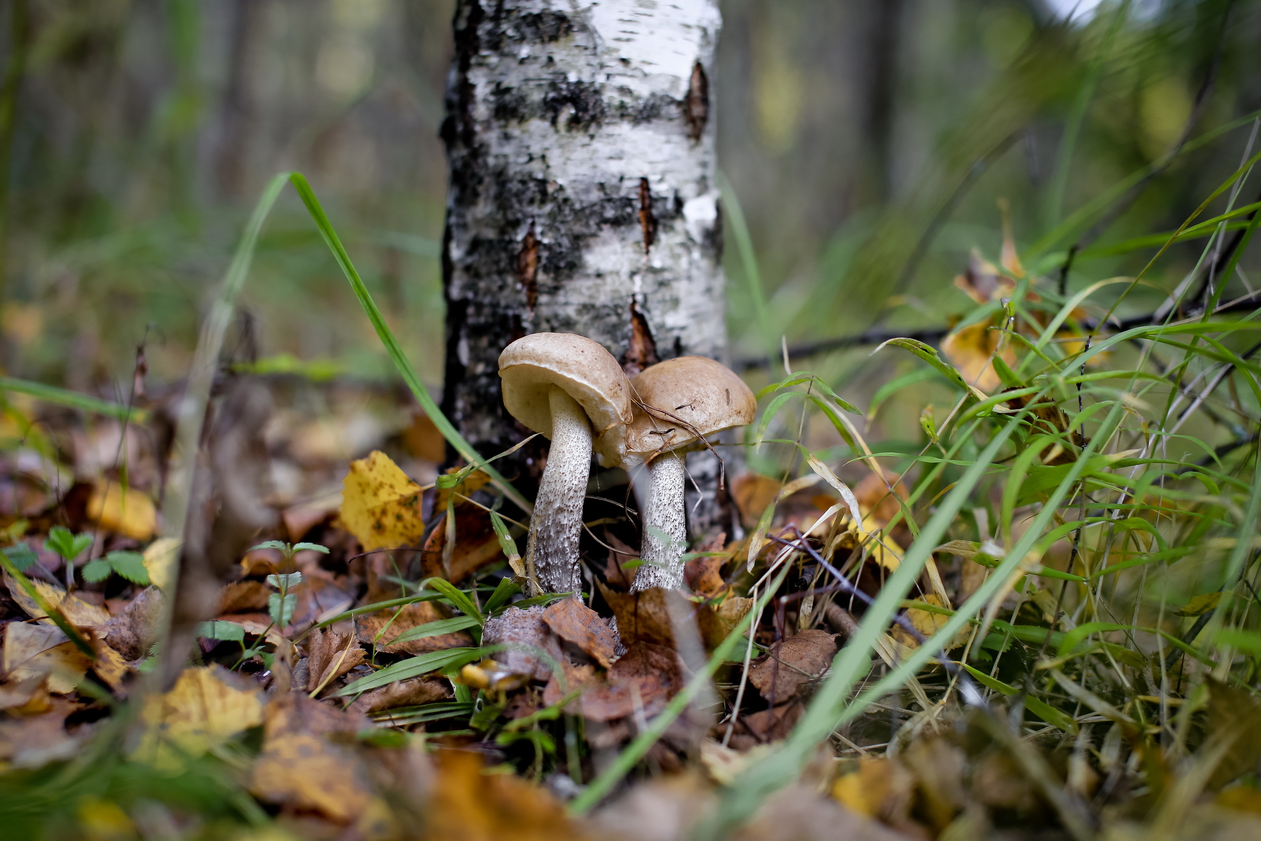 Handy-Wallpaper Natur, Herbst, Nahansicht, Pilz, Erde/natur kostenlos herunterladen.