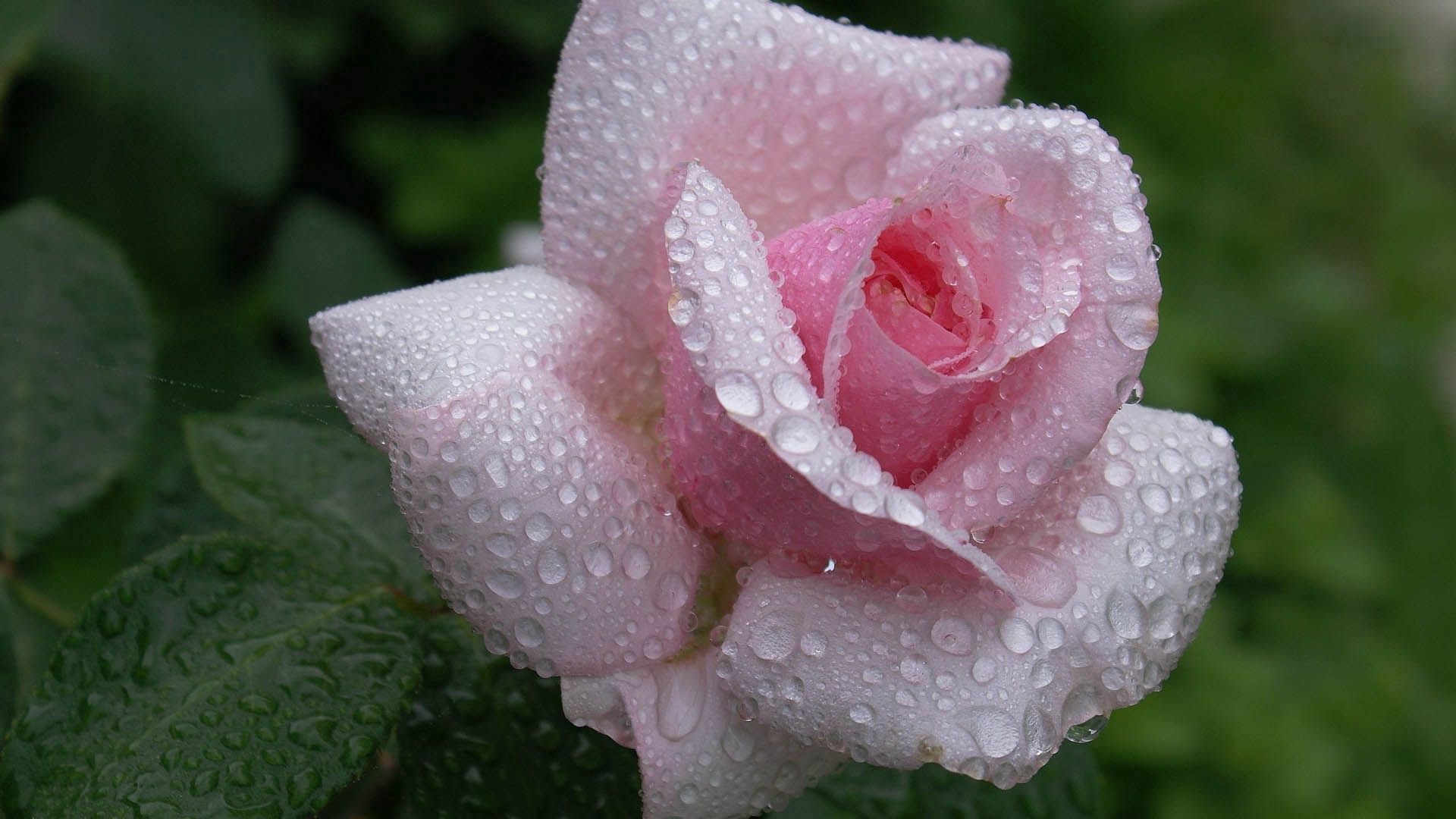 macro, dew, drops, rose flower, rose, petals Full HD