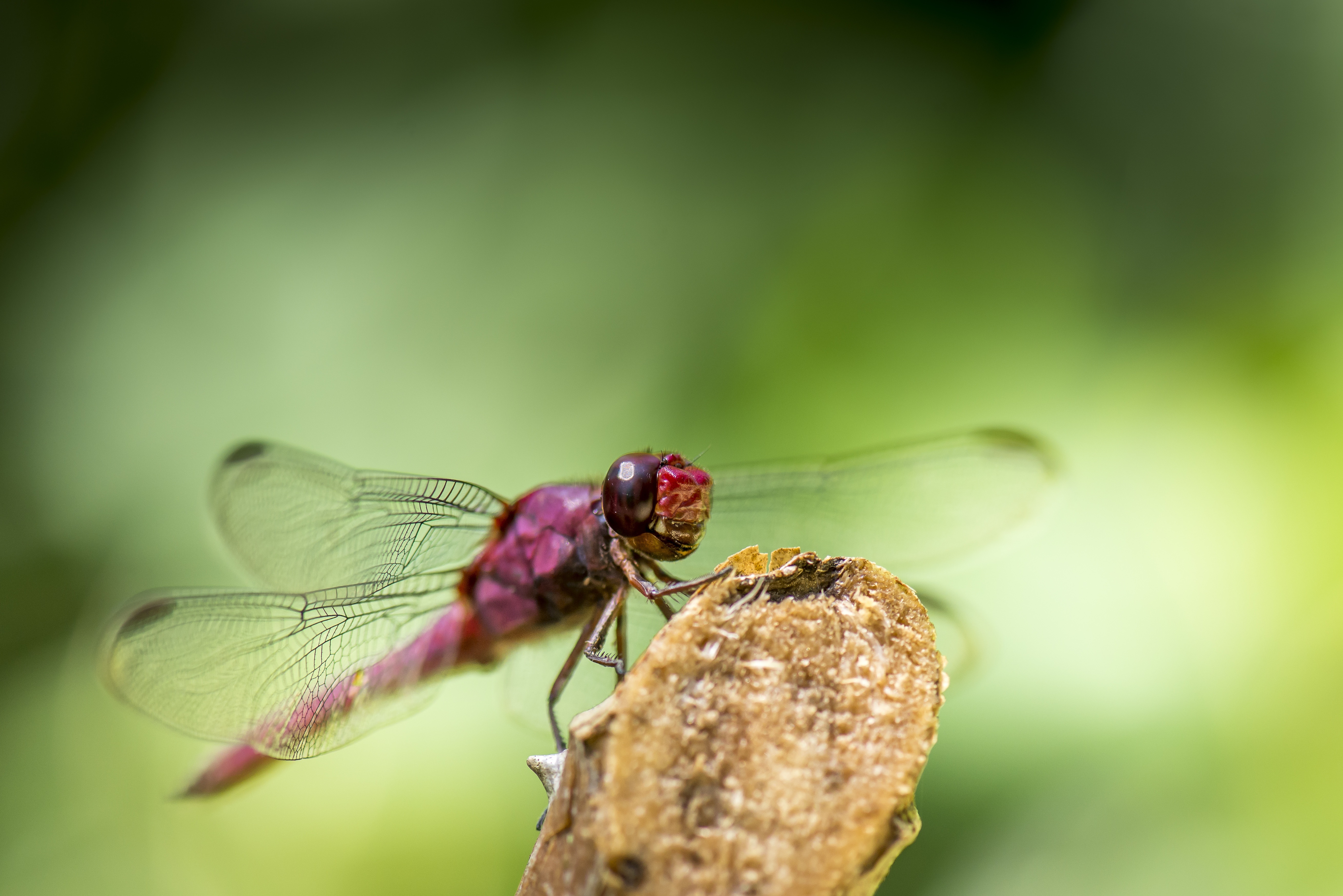insect, macro, wings, dragonfly mobile wallpaper