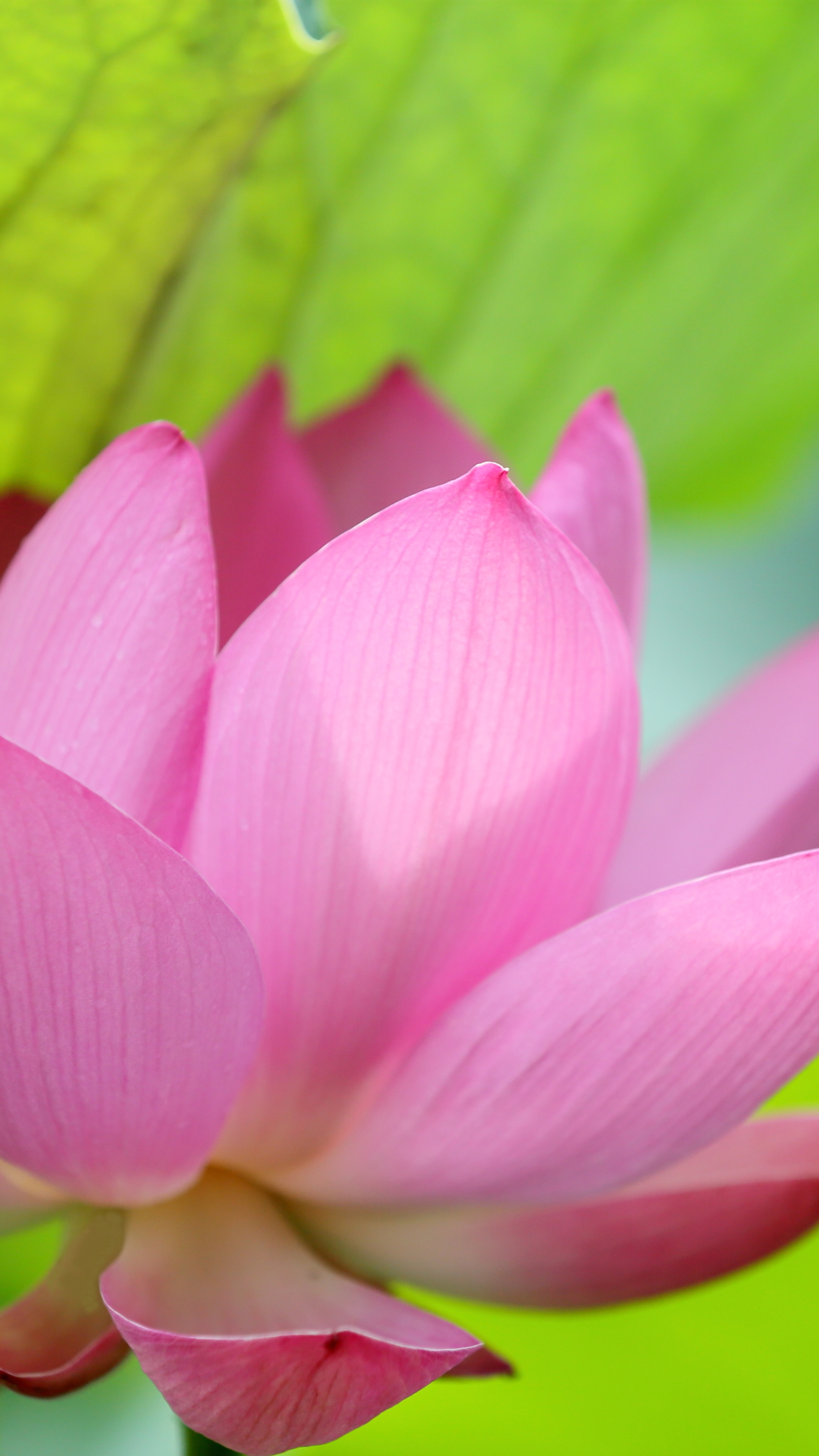 Handy-Wallpaper Natur, Blumen, Lotus, Blume, Nahansicht, Erde/natur, Pinke Blume kostenlos herunterladen.