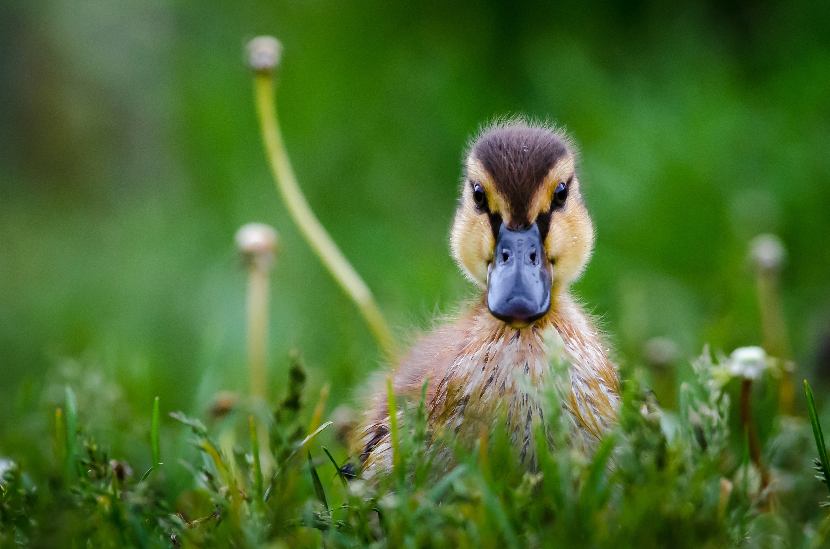 Download mobile wallpaper Birds, Bird, Animal, Duck, Duckling, Baby Animal, Stare for free.