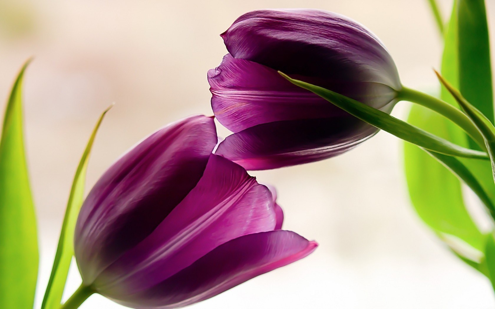 Download mobile wallpaper Flowers, Flower, Earth, Tulip, Purple Flower for free.