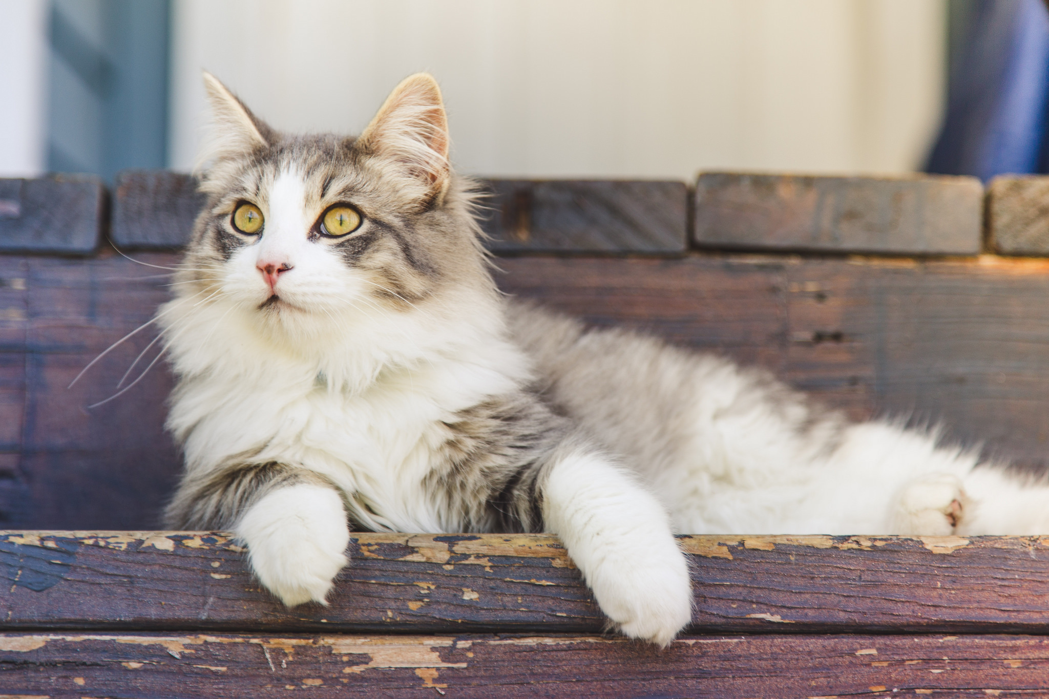 Baixar papel de parede para celular de Animais, Gatos, Gato gratuito.