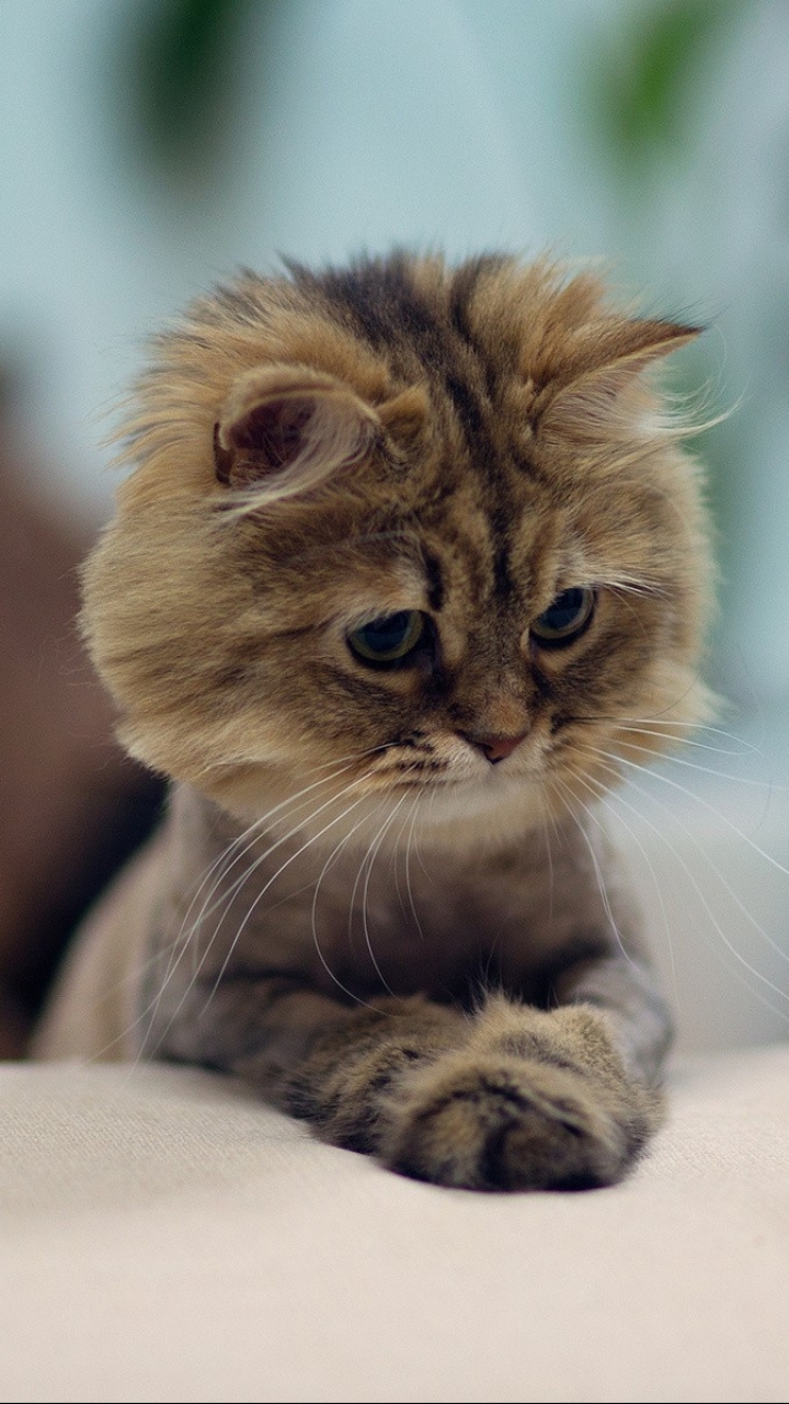 無料モバイル壁紙動物, ネコ, 猫をダウンロードします。