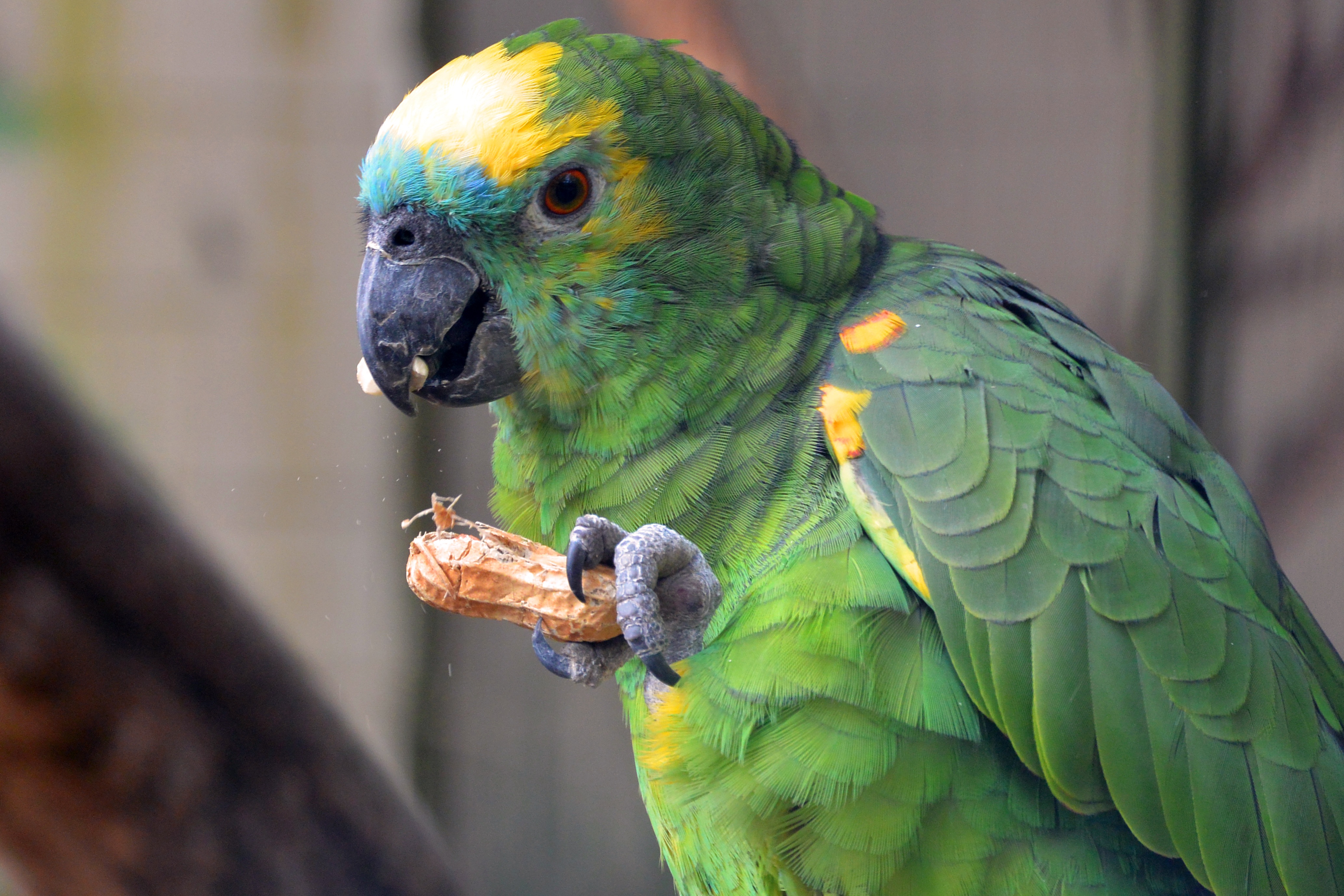 無料モバイル壁紙動物, オウム, 色, 食品, 鳥をダウンロードします。