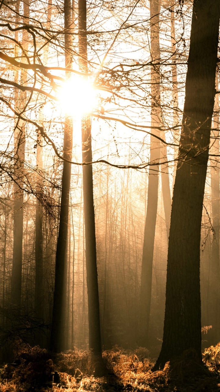 Download mobile wallpaper Nature, Sun, Forest, Tree, Earth, Sunbeam for free.