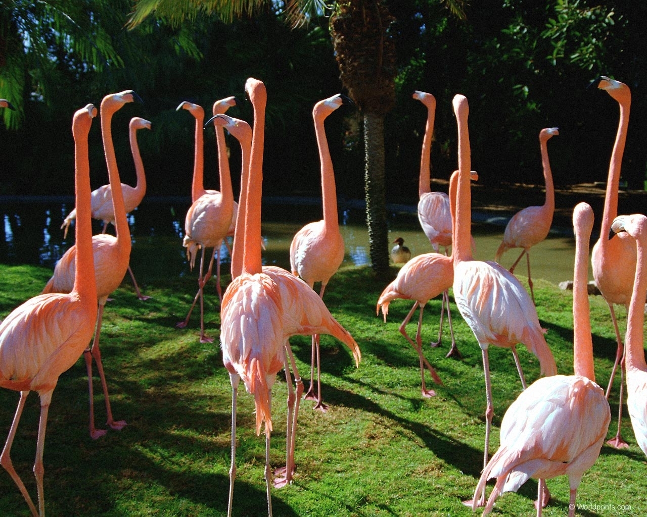 Handy-Wallpaper Vögel, Tiere, Flamingo kostenlos herunterladen.