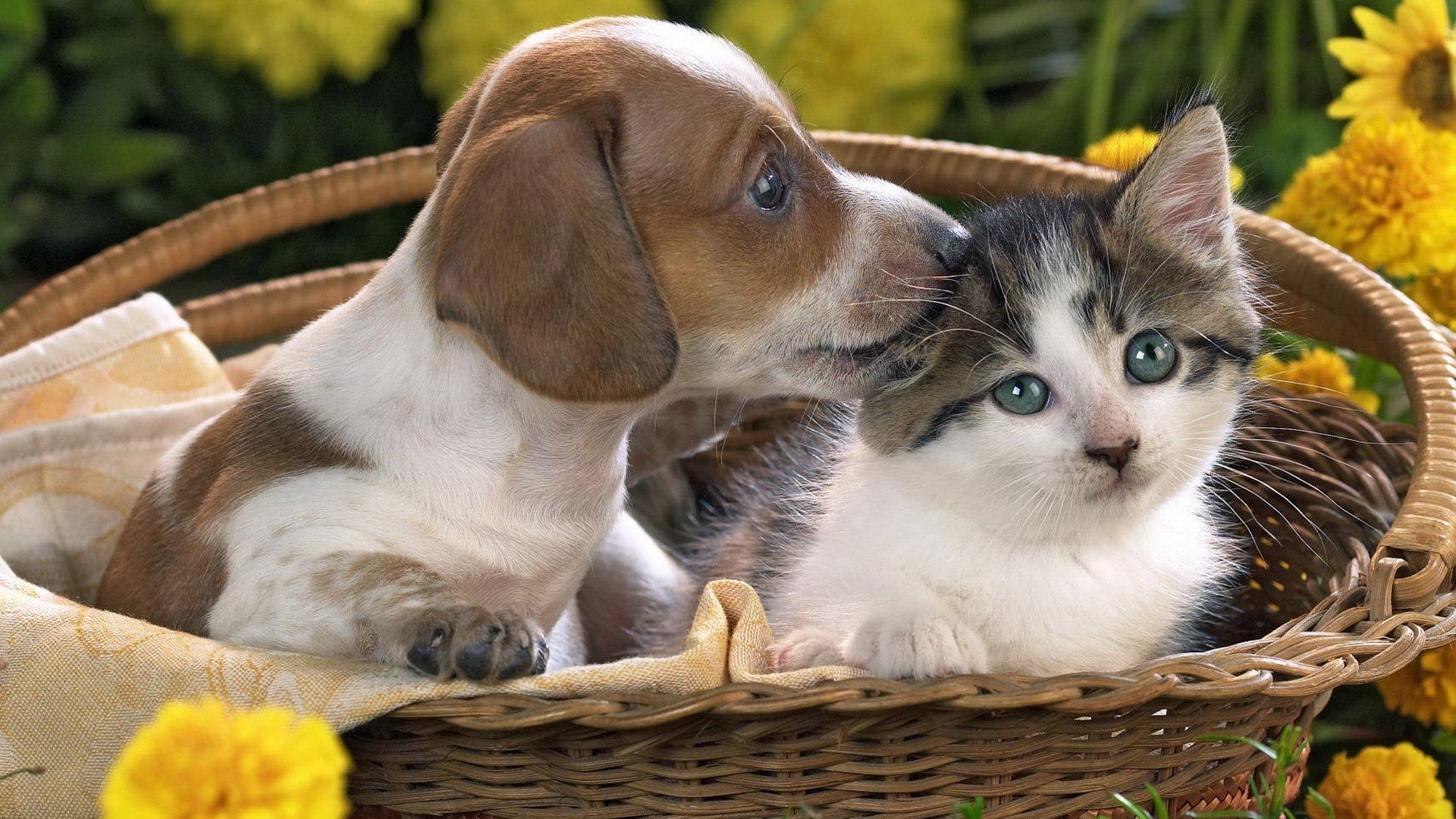 799180 descargar imagen animales, perro y gato, bebe animal, cesta, lindo, gatito, parejas, cachorro: fondos de pantalla y protectores de pantalla gratis