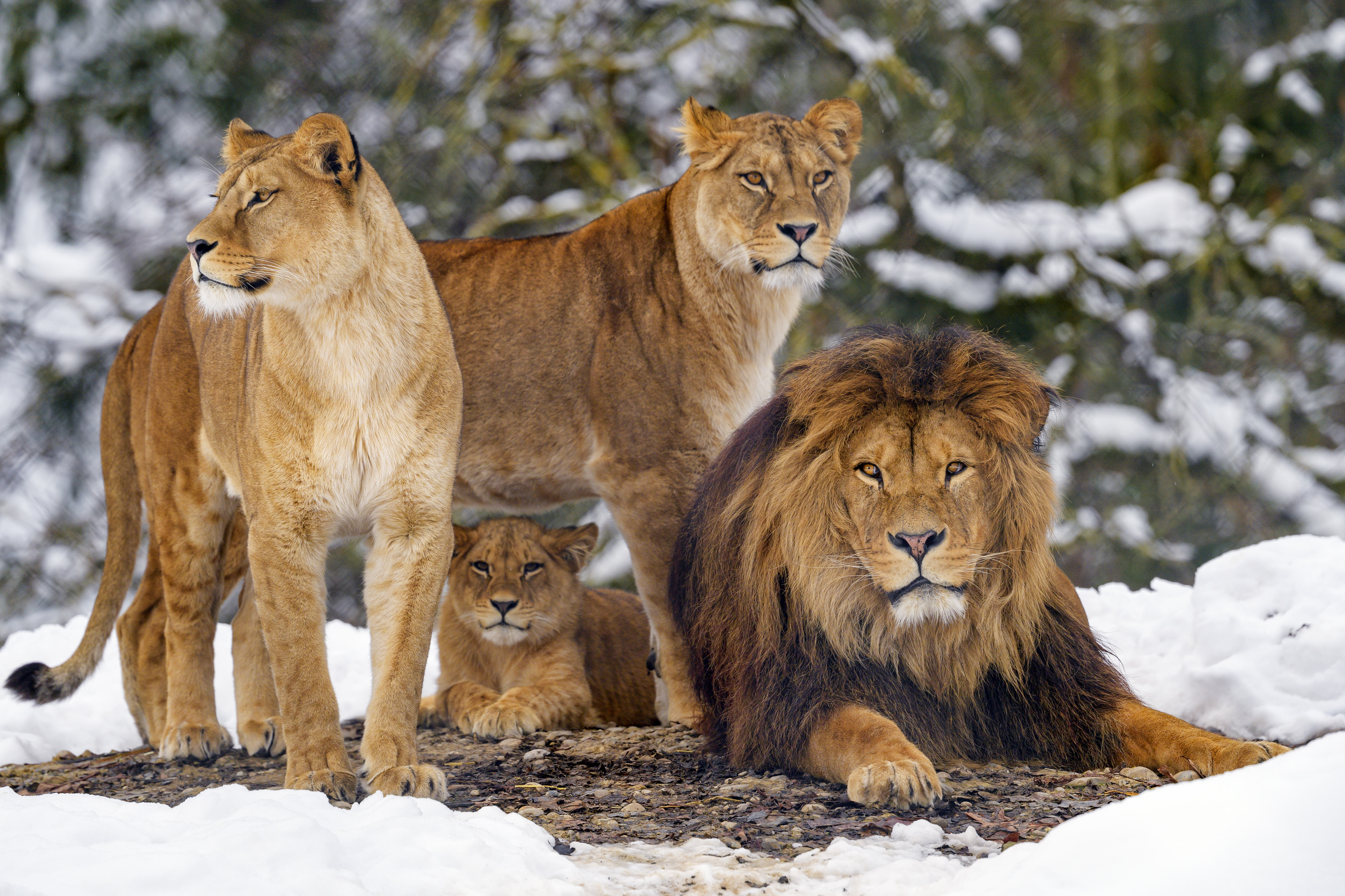 53830 descargar fondo de pantalla leones, depredadores, animales, marrón, fauna silvestre, vida silvestre: protectores de pantalla e imágenes gratis