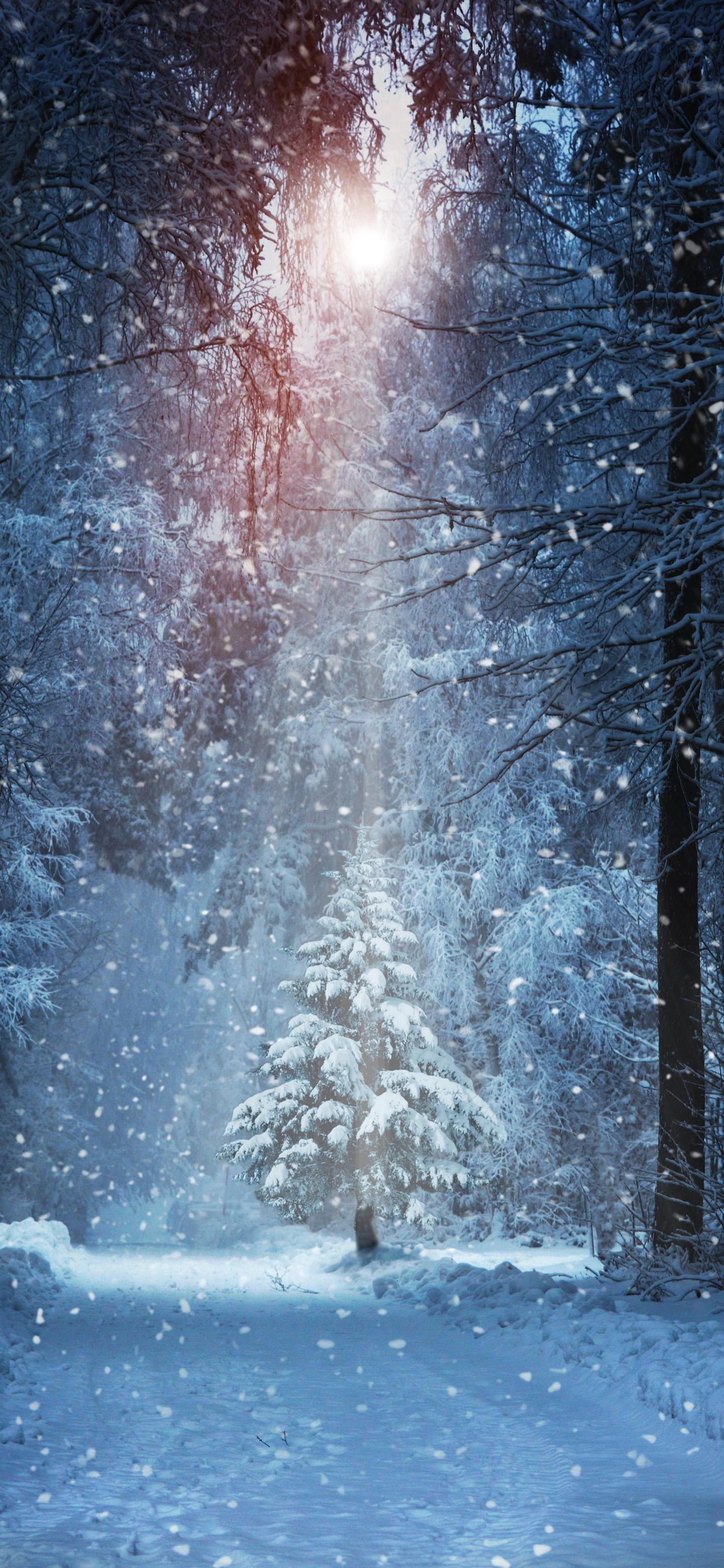 Download mobile wallpaper Winter, Snow, Forest, Tree, Earth, Snowfall for free.