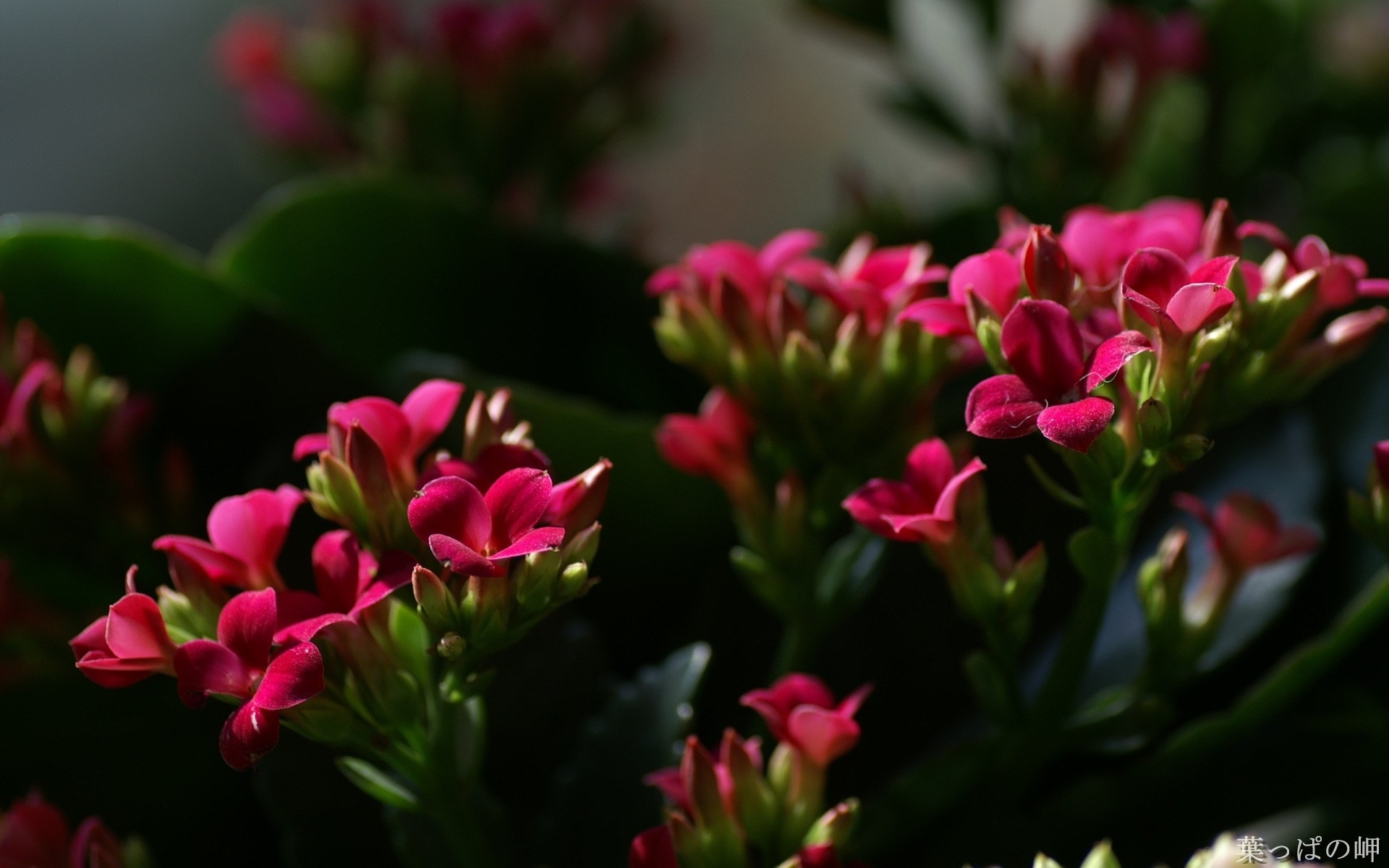 Descarga gratuita de fondo de pantalla para móvil de Flores, Plantas.