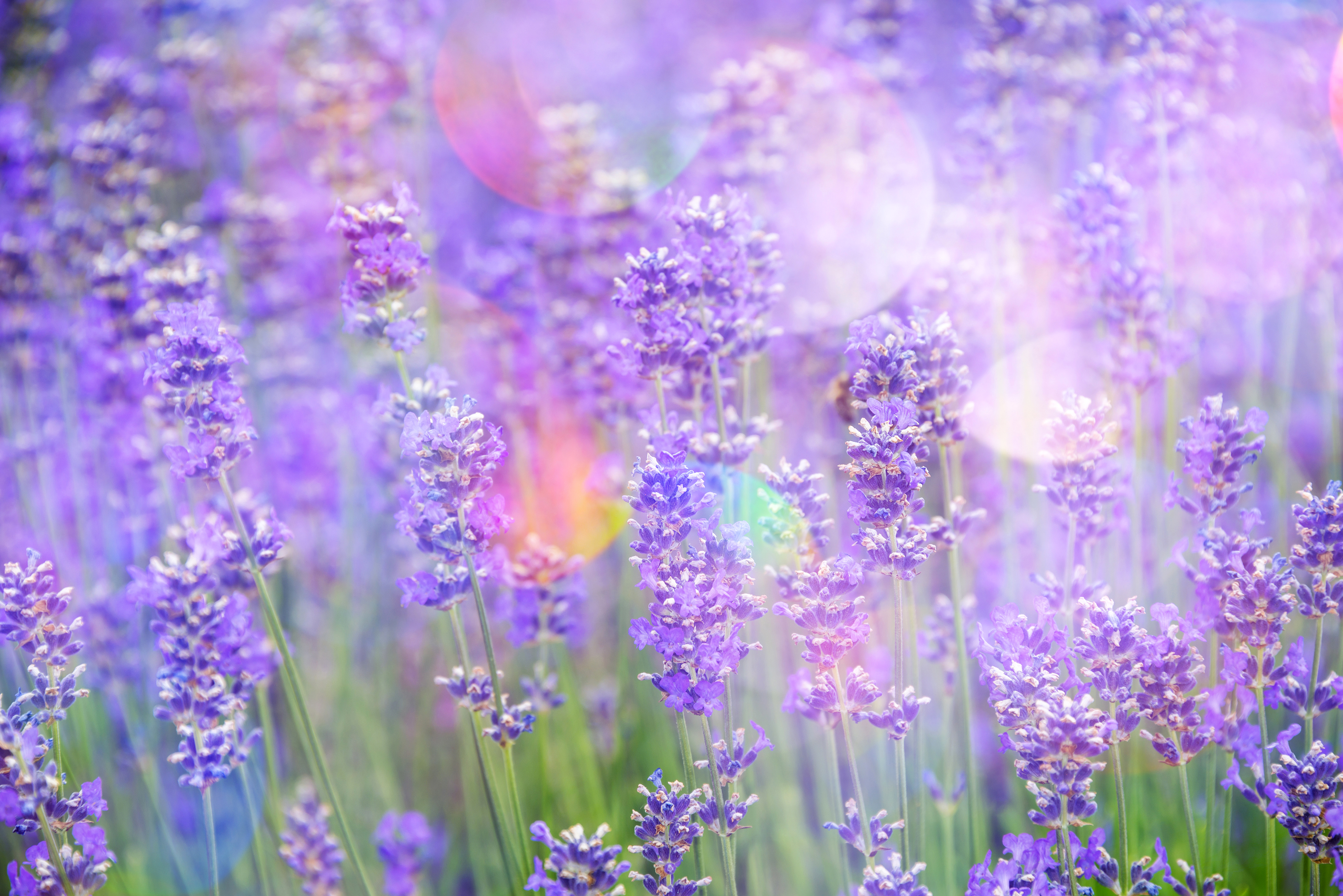 Free download wallpaper Nature, Flowers, Flower, Earth, Bokeh, Lavender, Purple Flower on your PC desktop