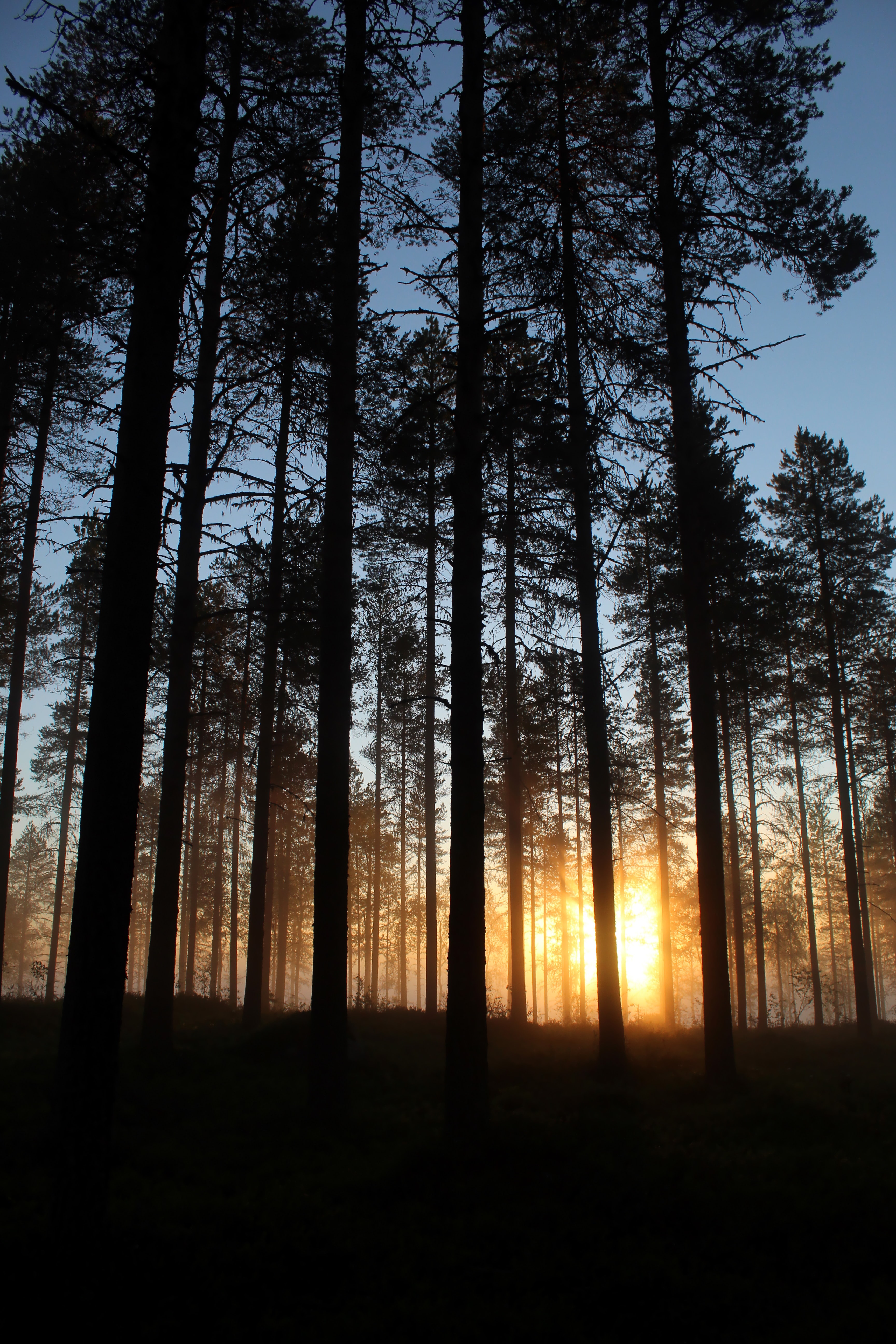 Download mobile wallpaper Beams, Rays, Forest, Trees, Dawn, Nature, Sun for free.