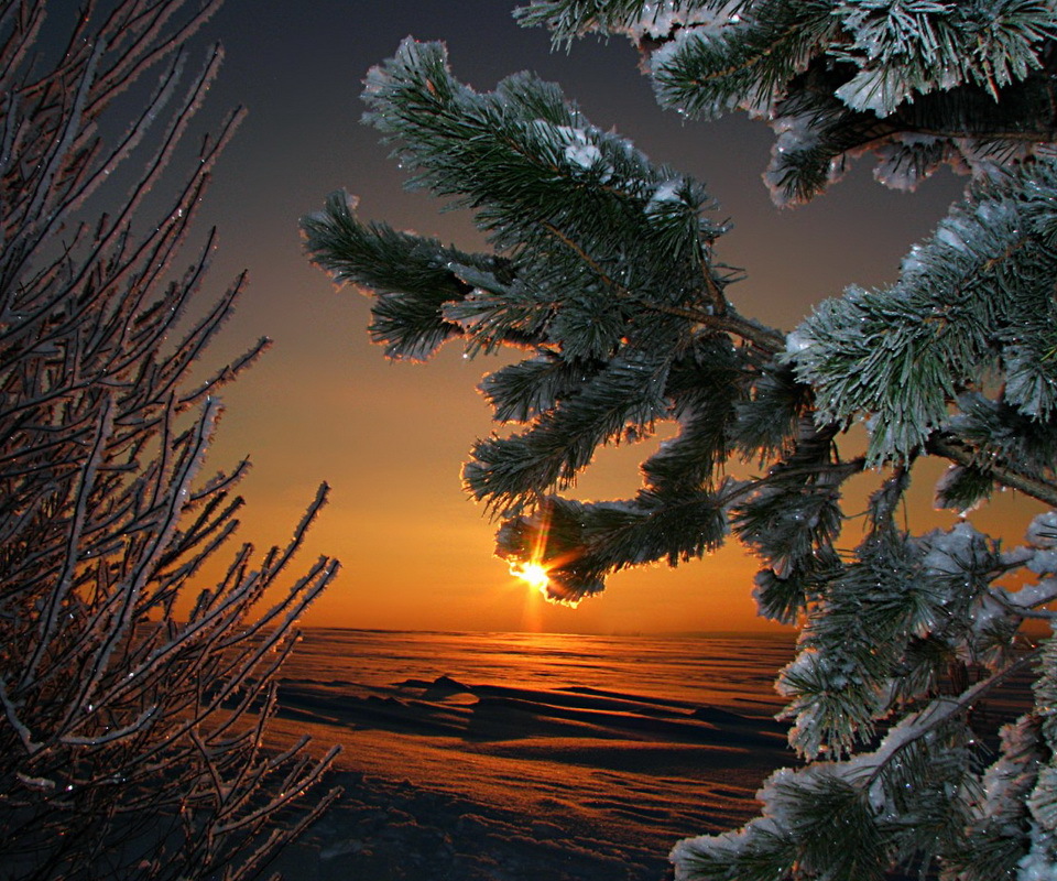 sunset, fir trees, background, plants, trees