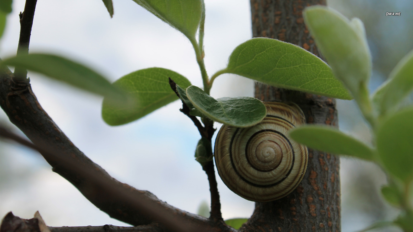 Free download wallpaper Animal, Snail on your PC desktop