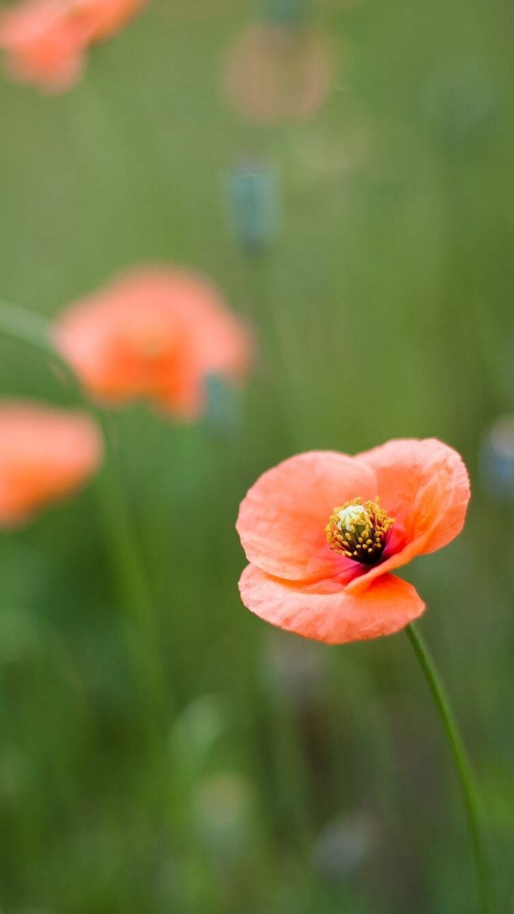 Descarga gratuita de fondo de pantalla para móvil de Flores, Flor, Tierra/naturaleza.