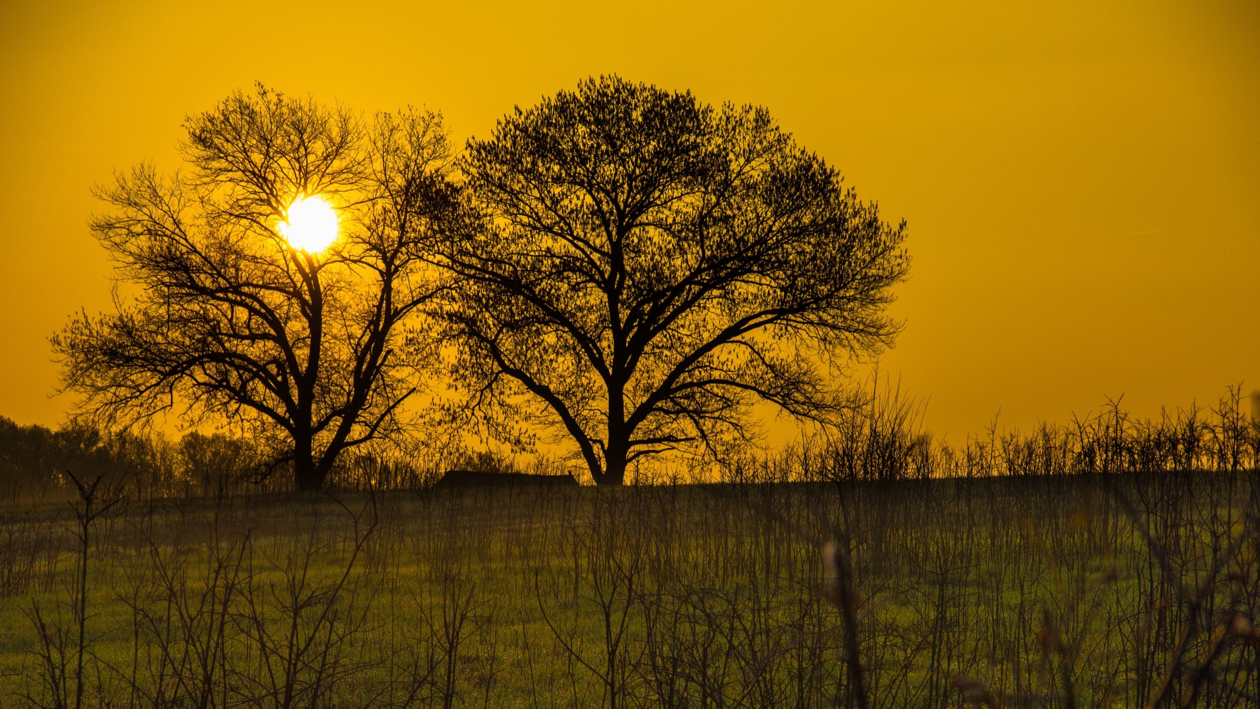 Download mobile wallpaper Nature, Sun, Light, Tree, Sunrise, Earth, Field for free.