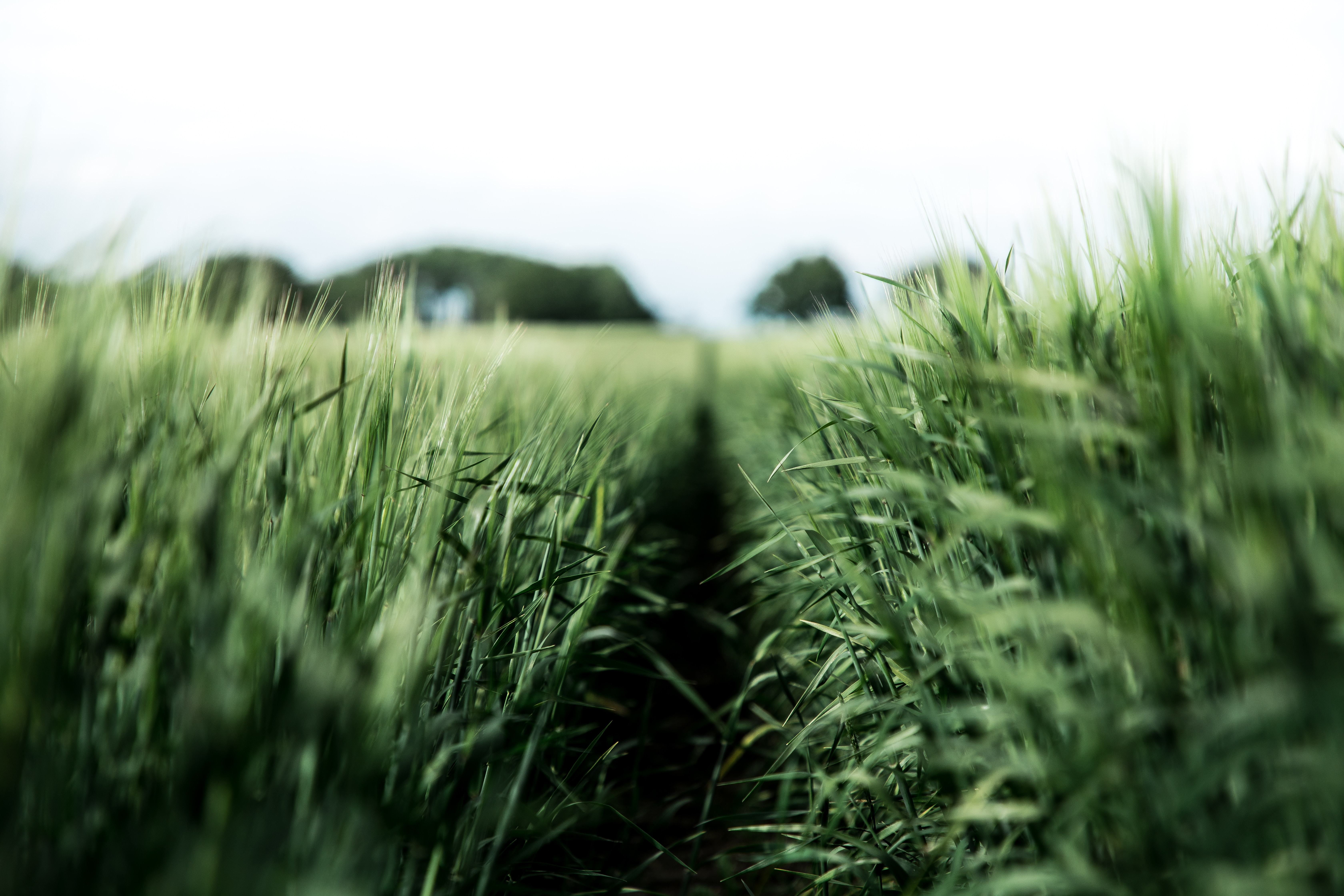 agriculture, green, nature, field, rye