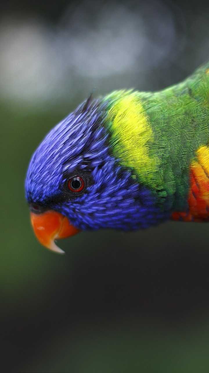 Download mobile wallpaper Birds, Animal, Rainbow Lorikeet for free.