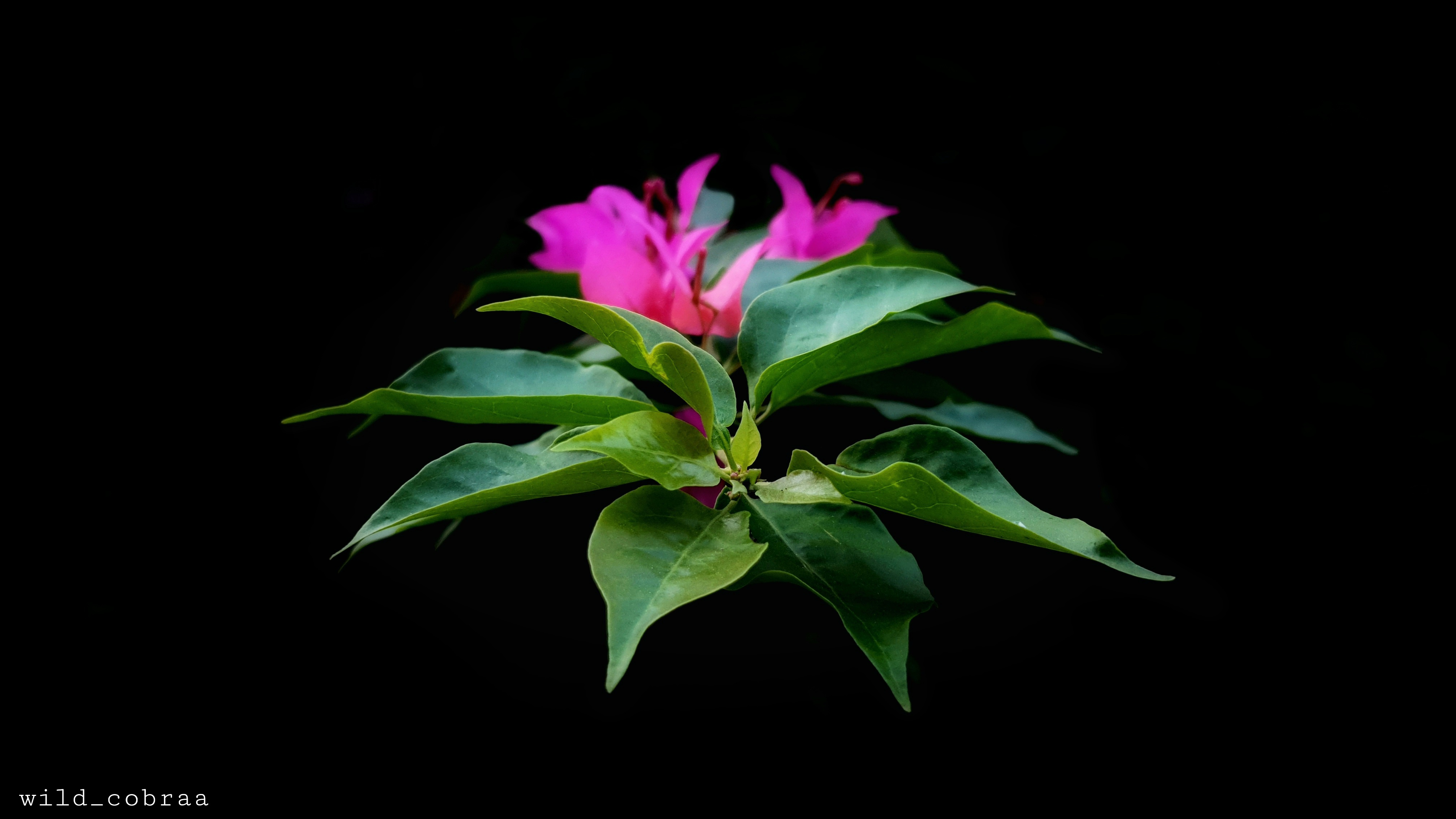 Baixe gratuitamente a imagem Flores, Flor, Folha, Terra/natureza na área de trabalho do seu PC