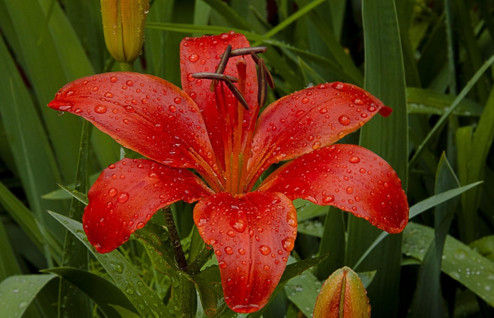 Free download wallpaper Flowers, Flower, Earth, Lily, Water Drop on your PC desktop
